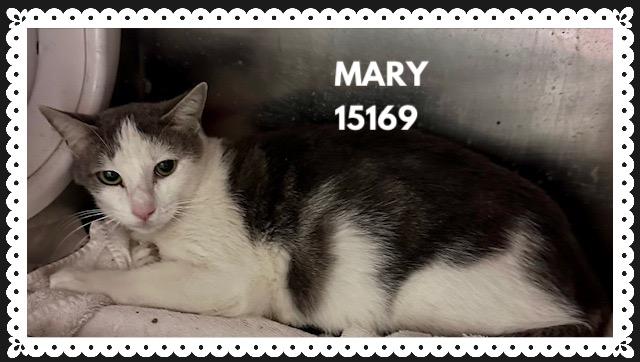 Enlarge MARY, a ADOPTABLE mixed breed in Marietta, GA image 1/3