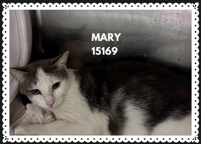 Enlarge MARY, a ADOPTABLE mixed breed in Marietta, GA image 2/3