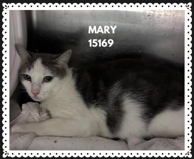 Enlarge MARY, a ADOPTABLE mixed breed in Marietta, GA image 3/3