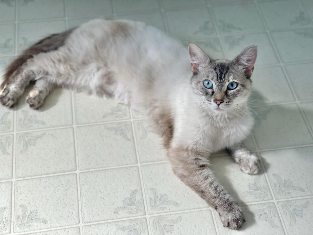 DUCHESS, a Adoptable mixed breed in Escalon, CA image 2/3