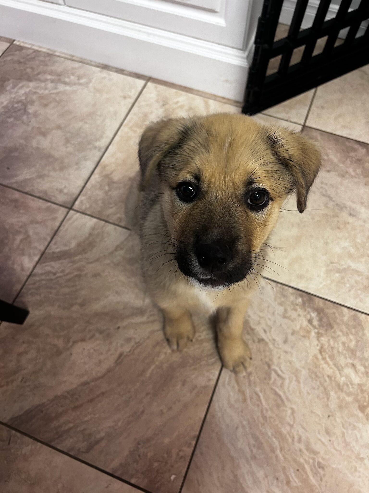 Lt Dan, Adoptable, Young Male German Shepherd Dog & Husky.