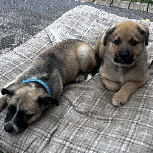 Enlarge Lt Dan, a Adoptable mixed breed in Vienna, ON image 2/6