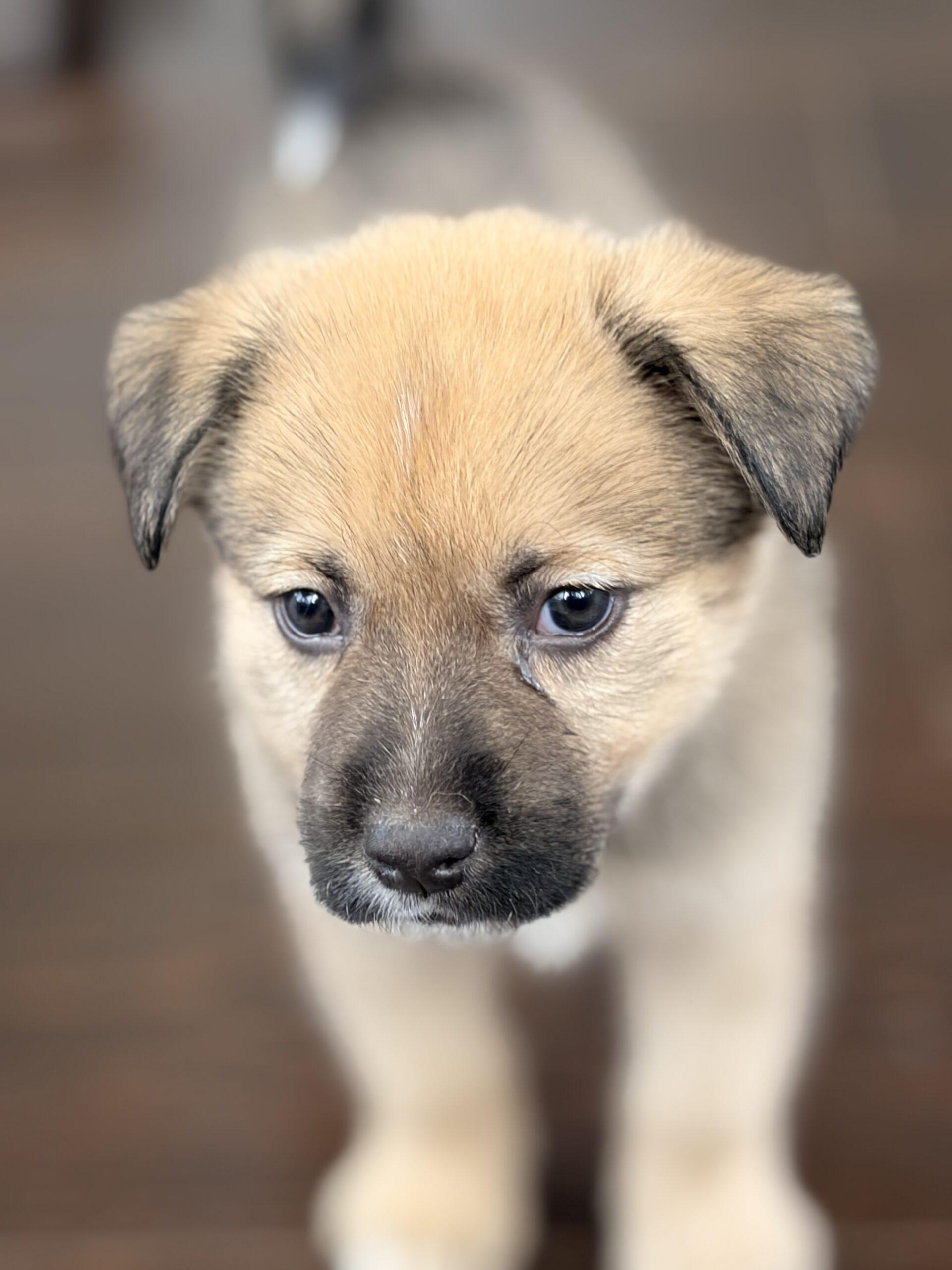 Lt Dan, Adoptable, Puppy Male German Shepherd Dog & Husky.
