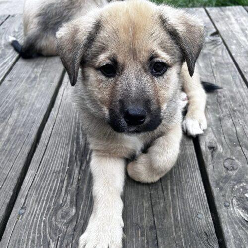 Enlarge Lt Dan, a Adoptable mixed breed in Vienna, ON image 3/6