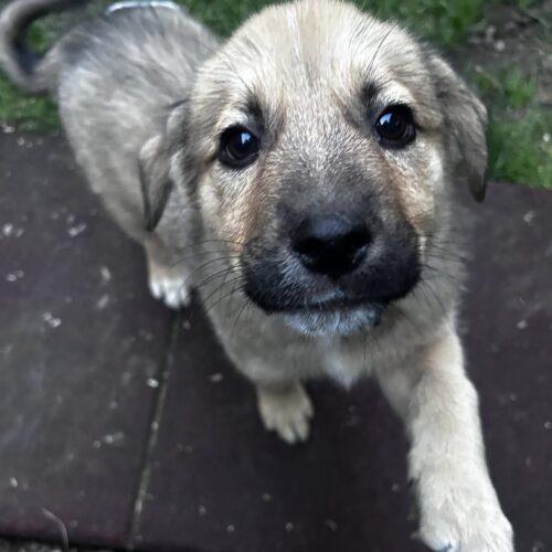 Enlarge Lt Dan, a Adoptable mixed breed in Vienna, ON image 5/6