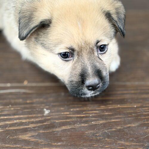 Enlarge Lt Dan, a Adoptable mixed breed in Vienna, ON image 2/2