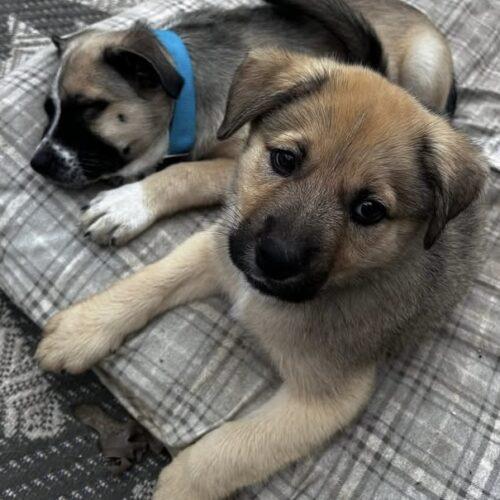 Enlarge Lt Dan, a Adoptable mixed breed in Vienna, ON image 6/6