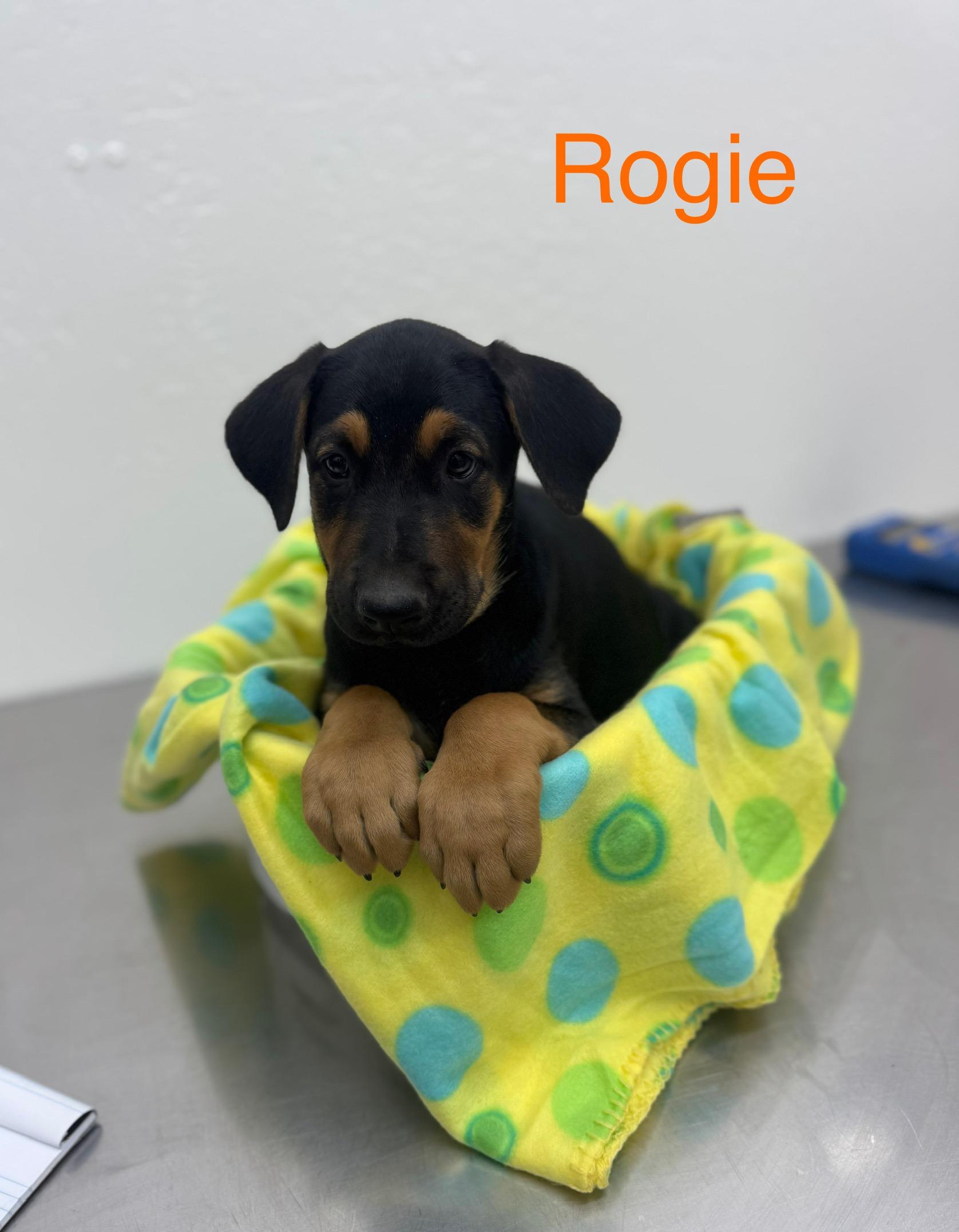 Rogie 0125, a Adoptable mixed breed in Sonora, CA image 3/4