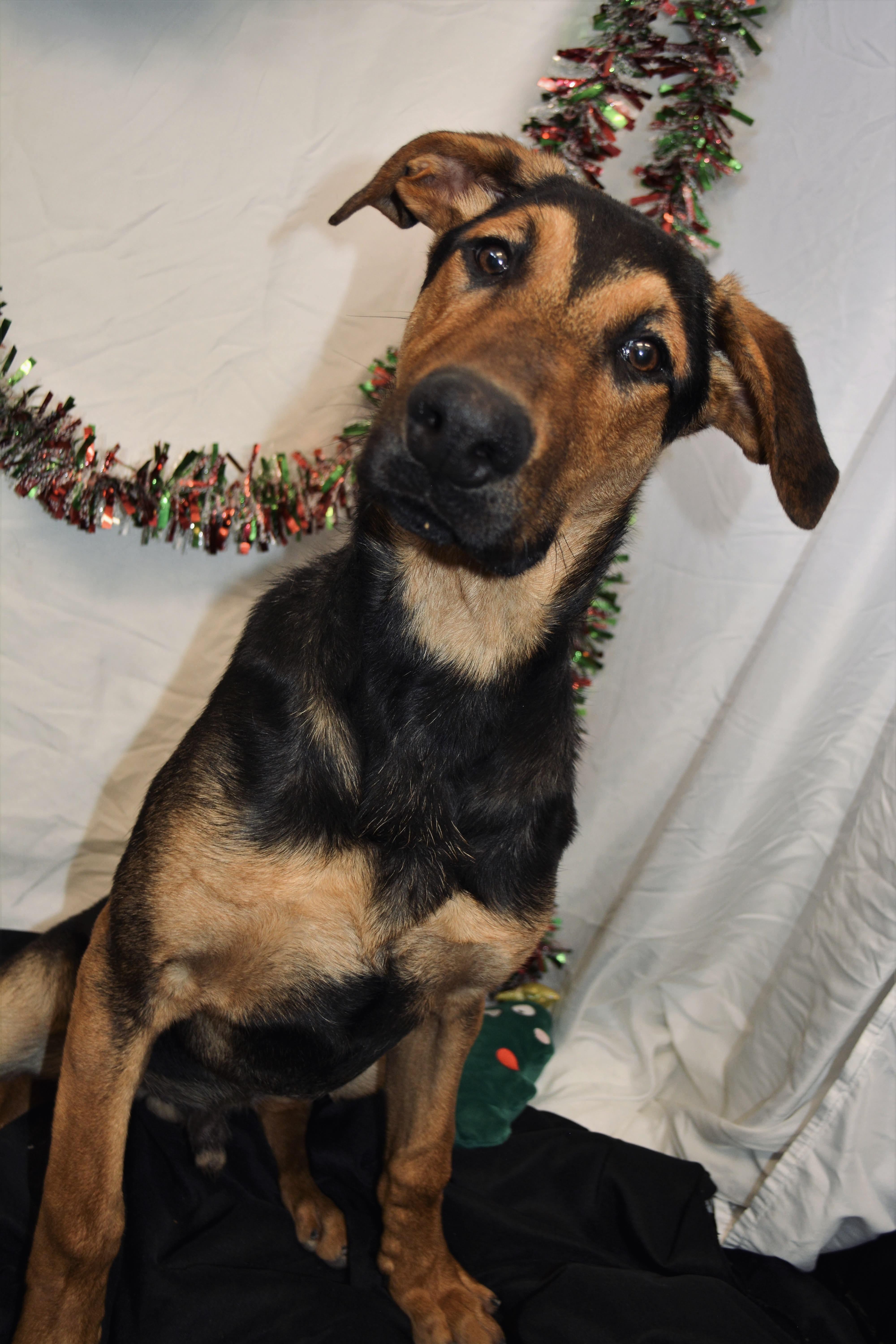 Rogie 0125, a Adoptable mixed breed in Sonora, CA image 2/4