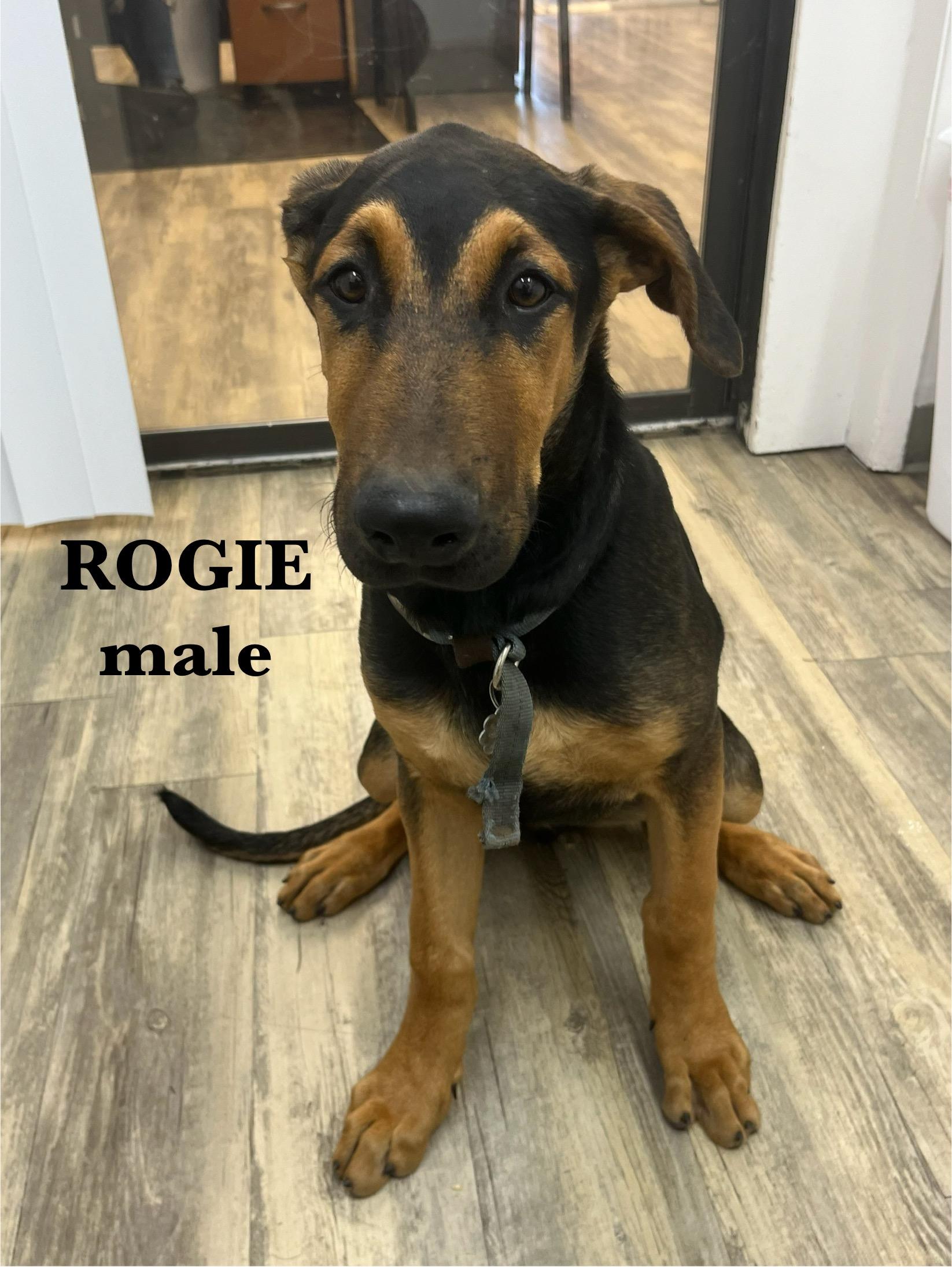 Rogie 0125, a Adoptable mixed breed in Sonora, CA image 4/4
