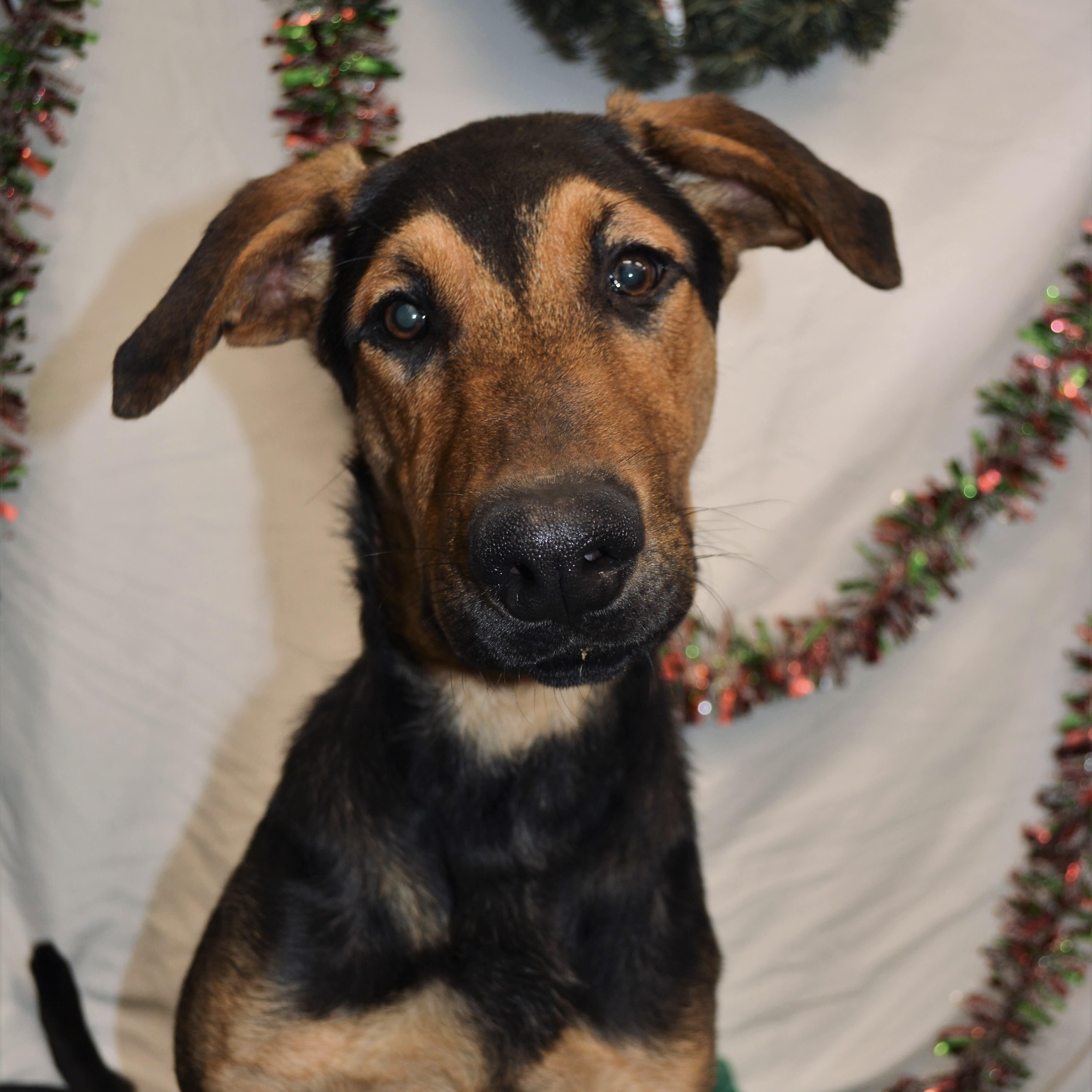 Rogie 0125, a Adoptable mixed breed in Sonora, CA image 1/4