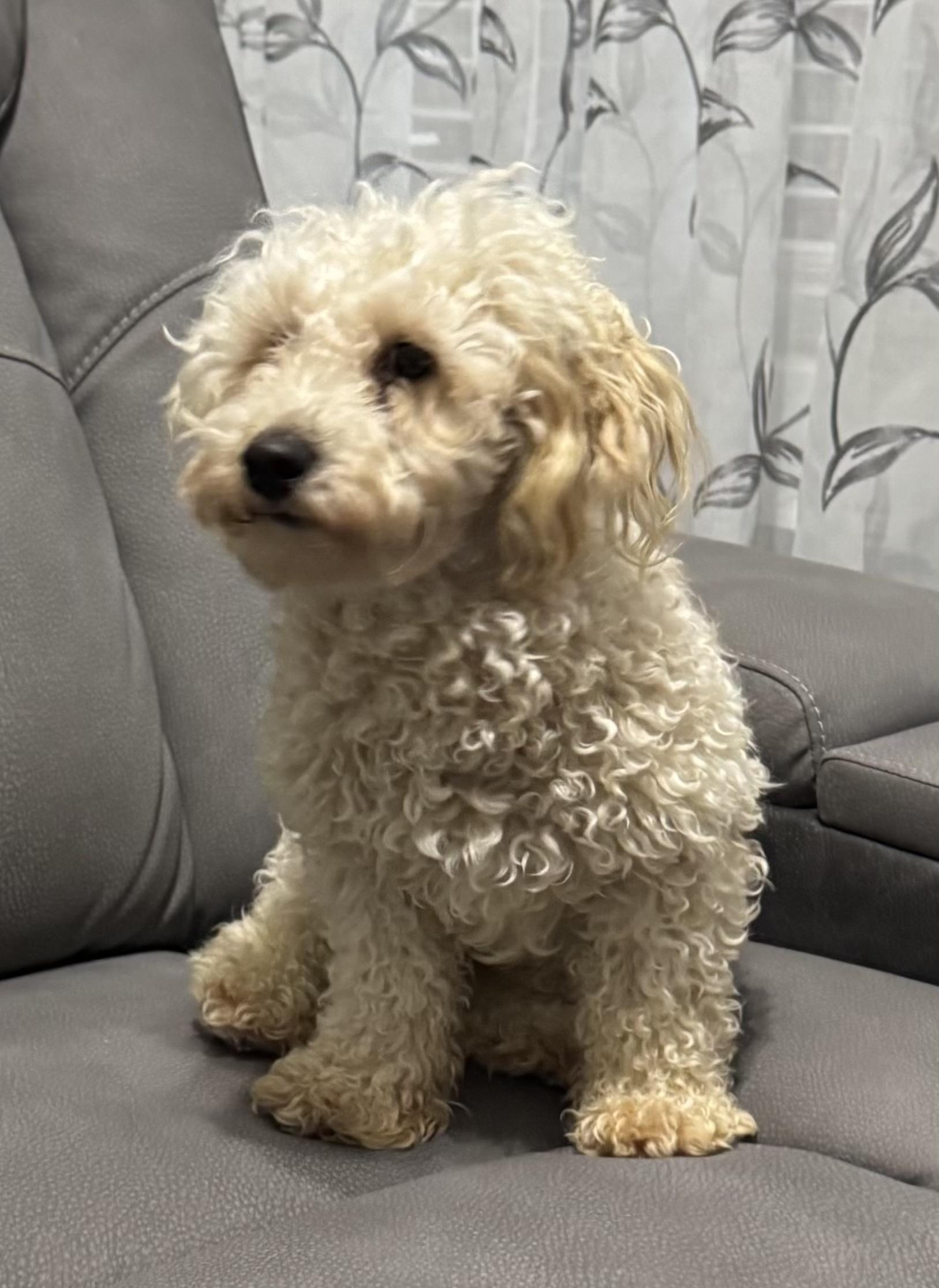 Jackson: LOVES OTHER LITTLE DOGS!, Adoptable, Young Male Miniature Poodle.