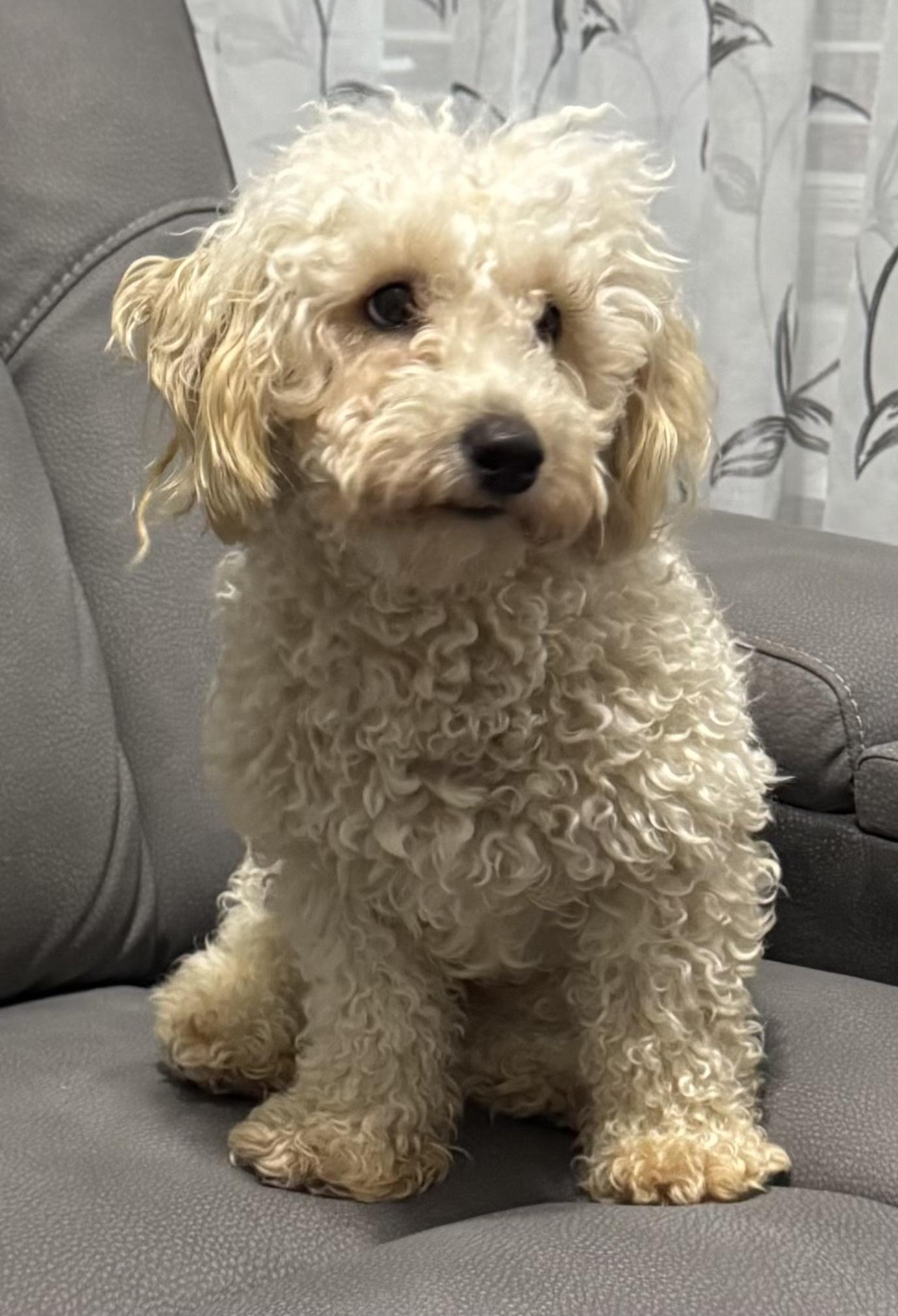 Jackson: LOVES OTHER LITTLE DOGS!, a Adoptable Miniature Poodle in Franklin, TN image 2/6