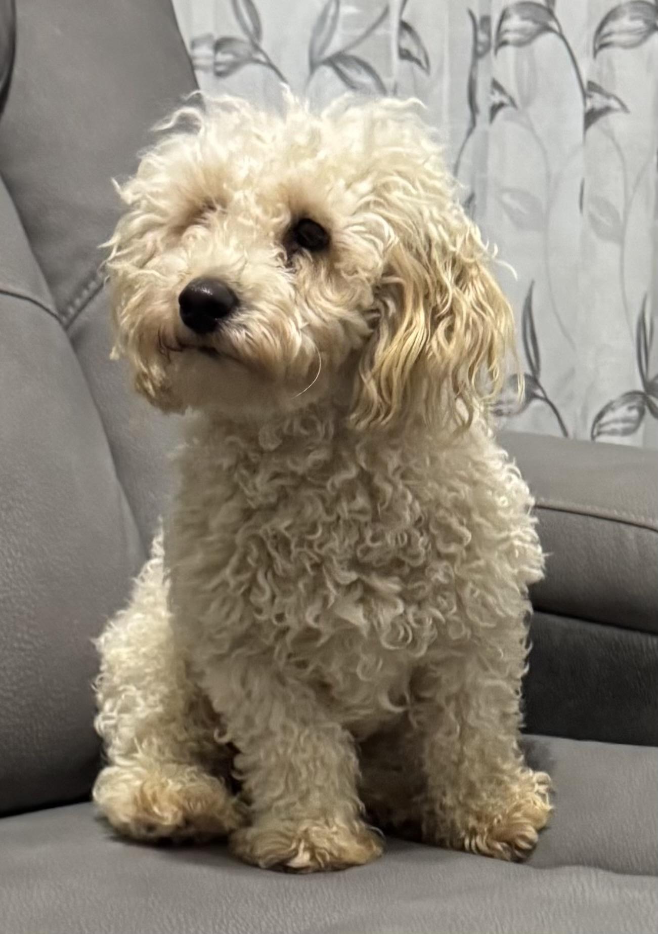 Jackson: LOVES OTHER LITTLE DOGS!, a Adoptable Miniature Poodle in Franklin, TN image 3/6