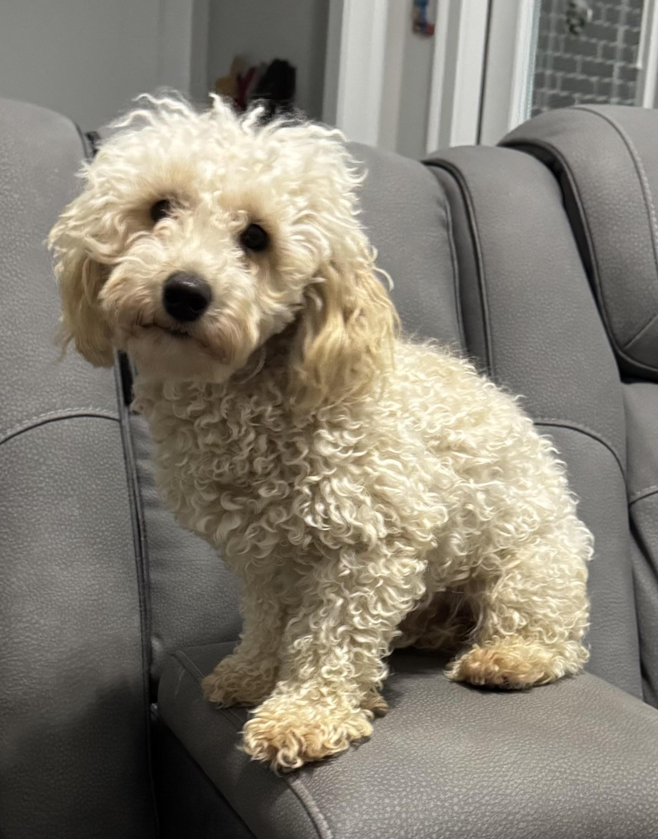 Jackson: LOVES OTHER LITTLE DOGS!, a Adoptable Miniature Poodle in Franklin, TN image 4/6