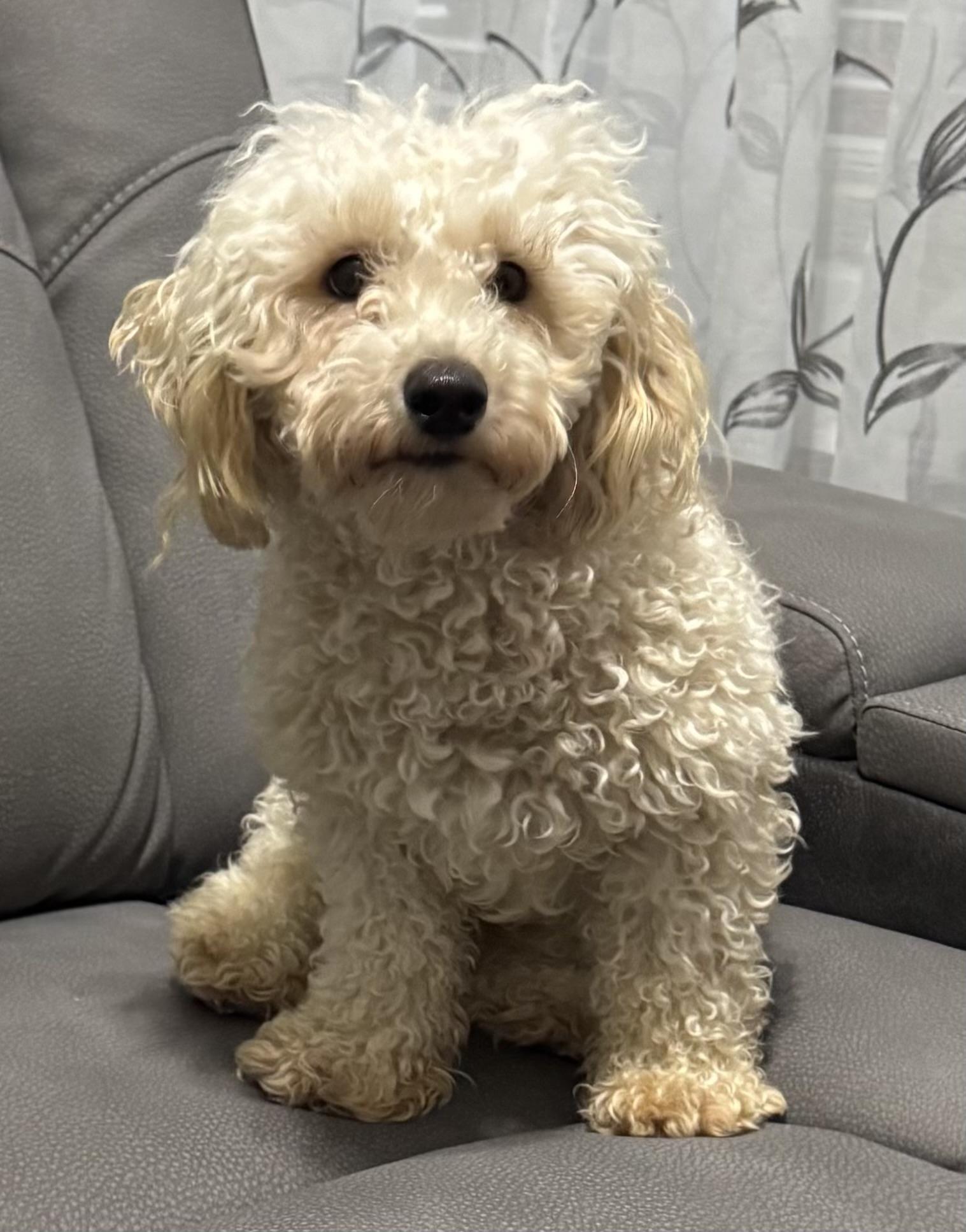 Jackson: LOVES OTHER LITTLE DOGS!, a Adoptable Miniature Poodle in Franklin, TN image 5/6