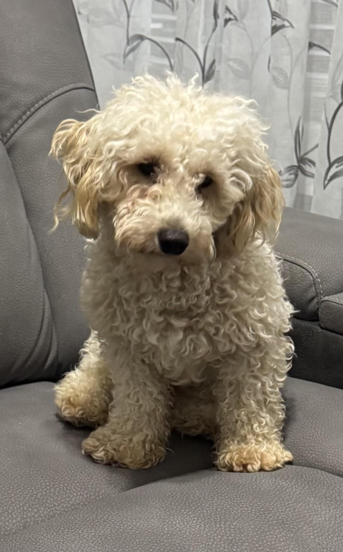 Jackson: LOVES OTHER LITTLE DOGS!, a Adoptable Miniature Poodle in Franklin, TN image 6/6