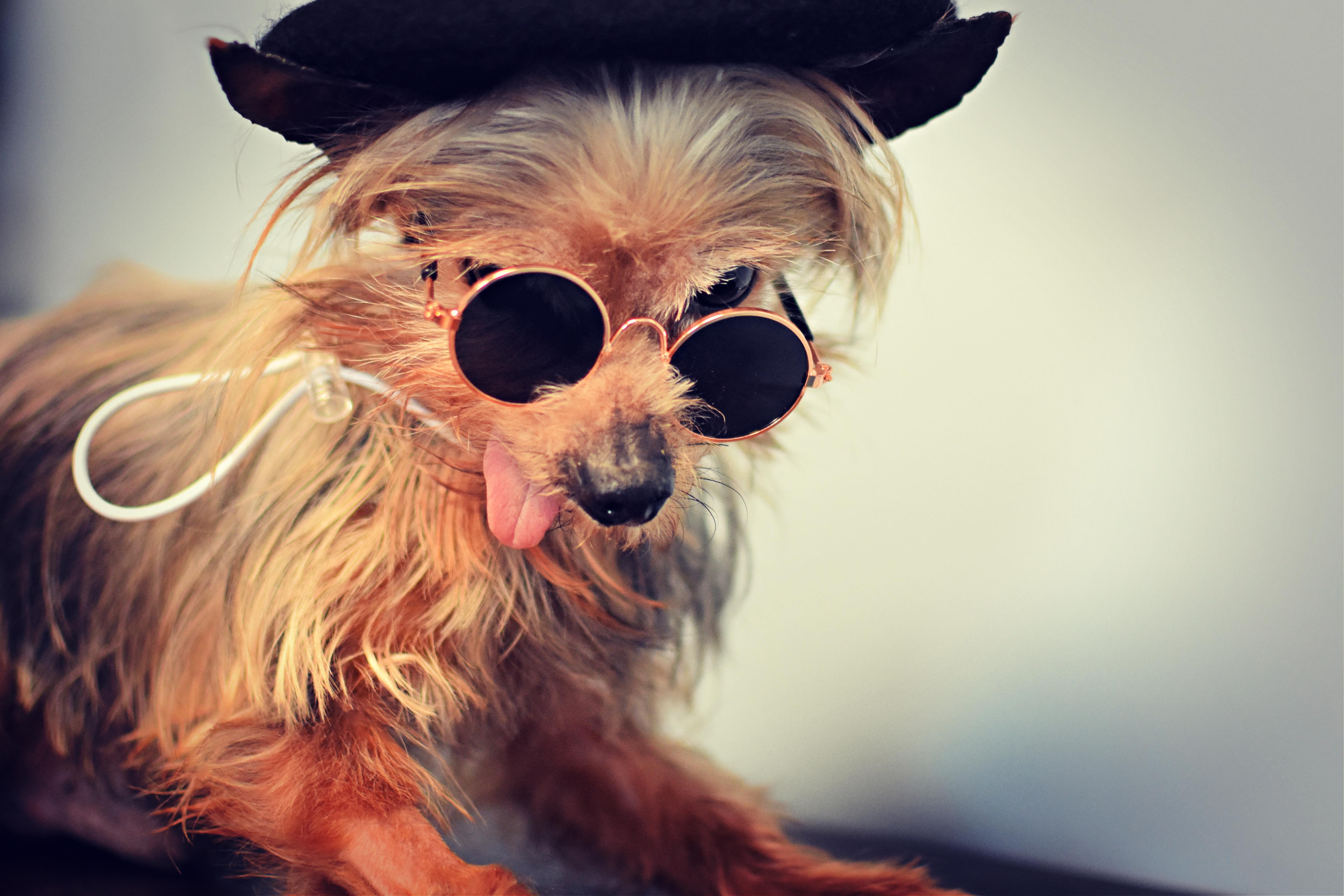 Ramsey, an adopted mixed breed in Monon, IN image 2/6