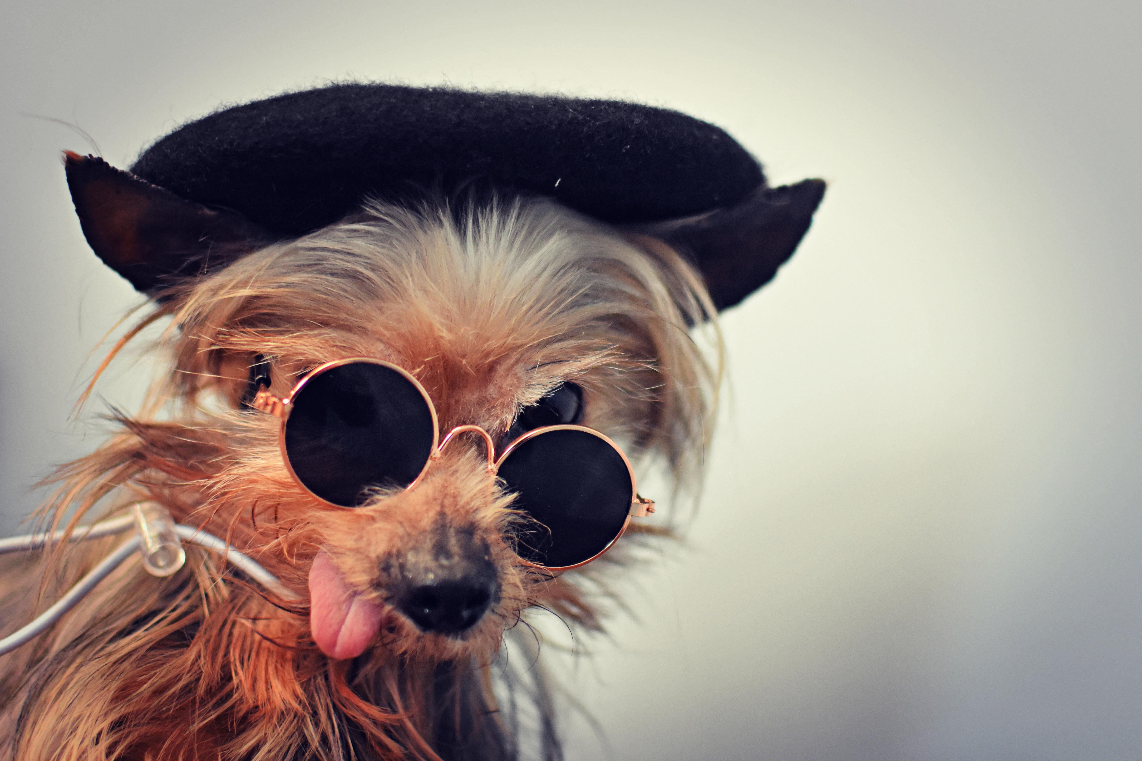 Ramsey, adopted, Senior Male Yorkshire Terrier.