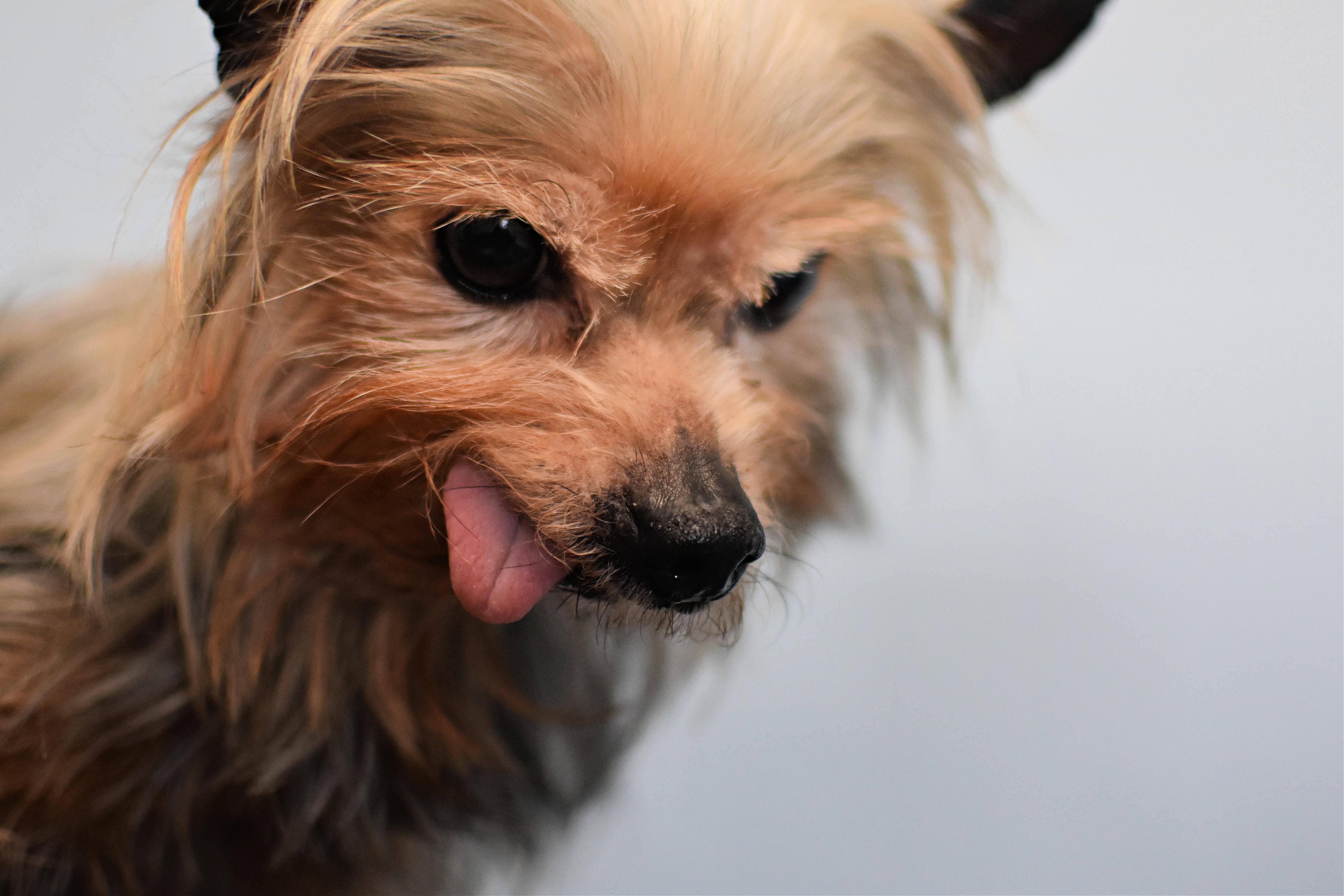 Ramsey, an adopted mixed breed in Monon, IN image 4/6