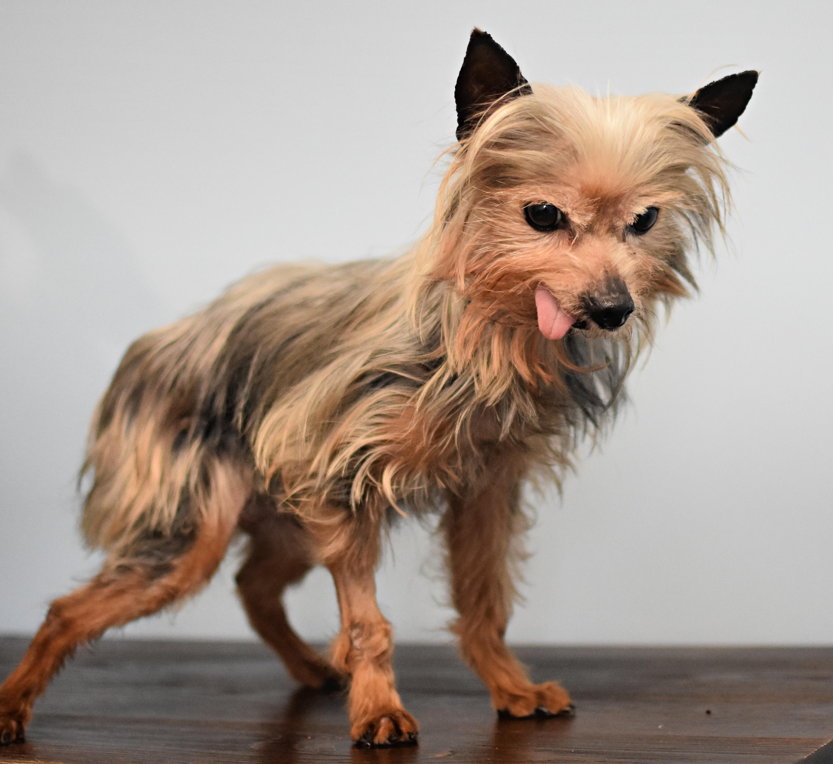 Ramsey, an adopted mixed breed in Monon, IN image 5/6