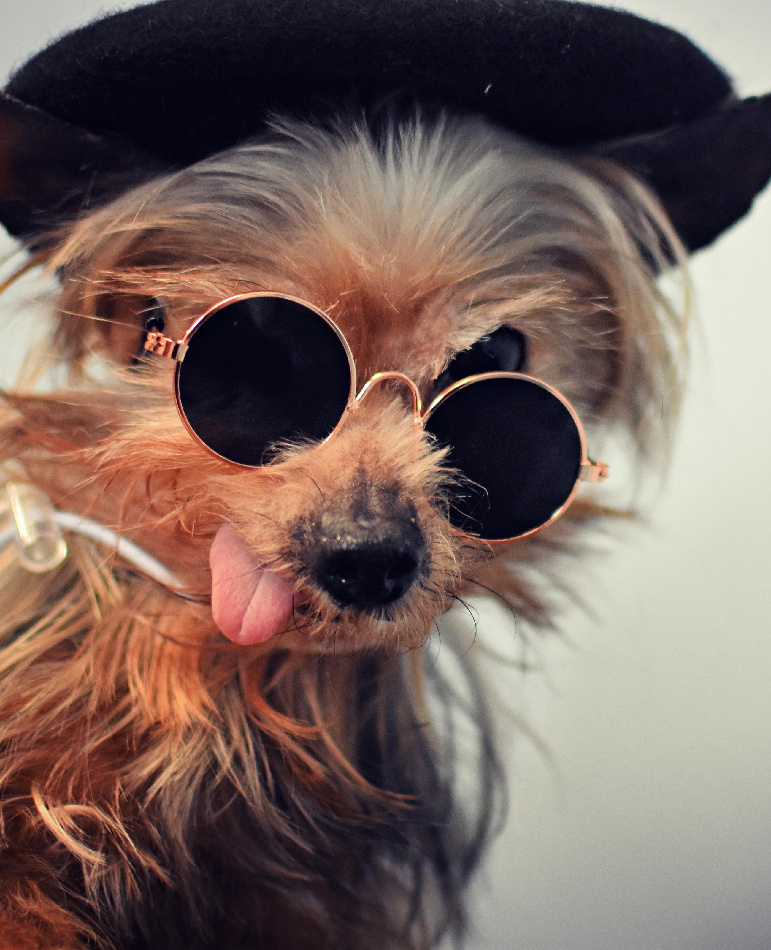 Ramsey, an adopted mixed breed in Monon, IN image 6/6