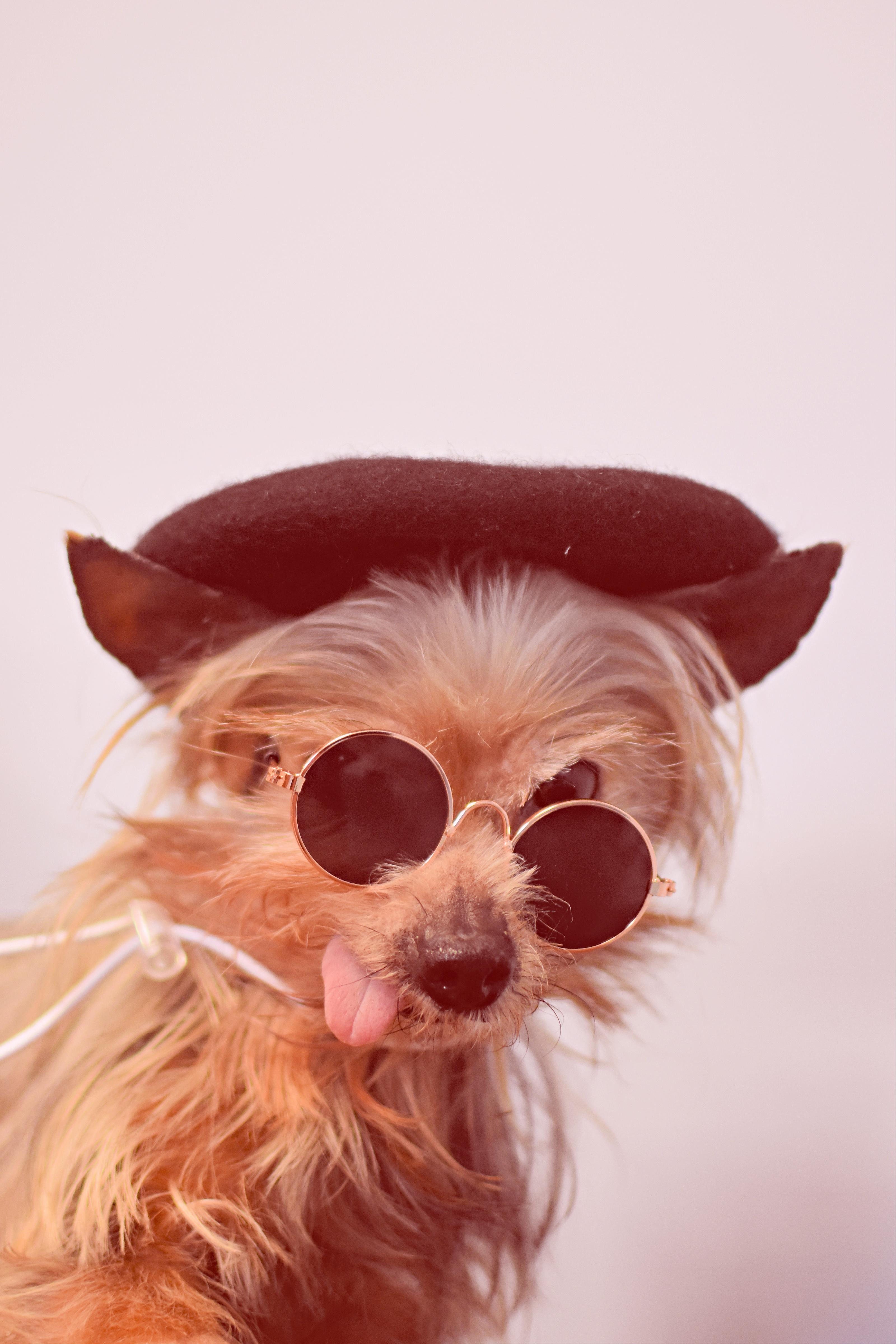 Ramsey, an adopted mixed breed in Monon, IN image 3/6