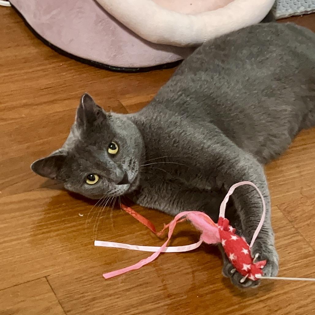 Roxy, Adoptable, Adult Female Domestic Short Hair.