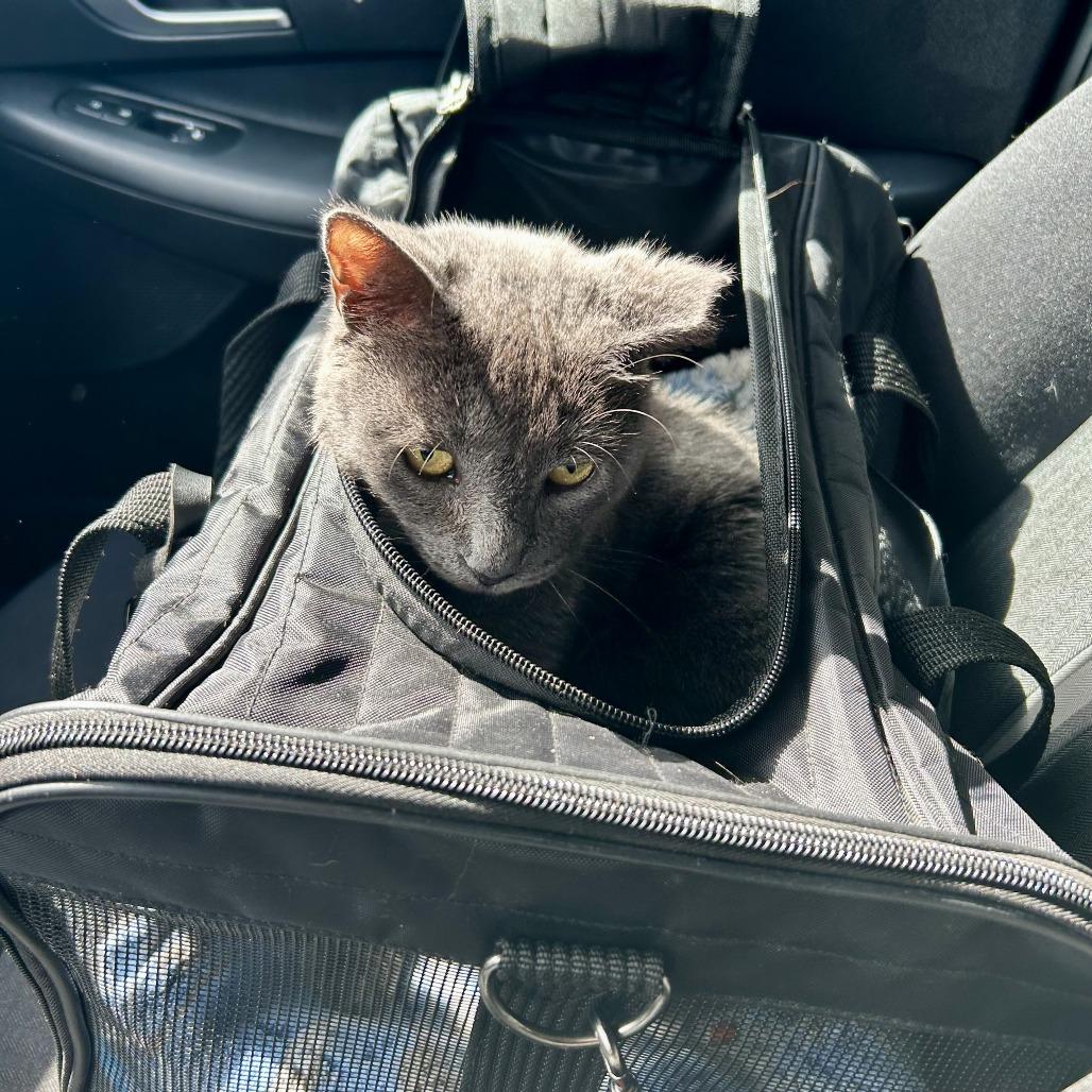 Enlarge Roxy, a Adoptable Domestic Short Hair in New York, NY image 2/6