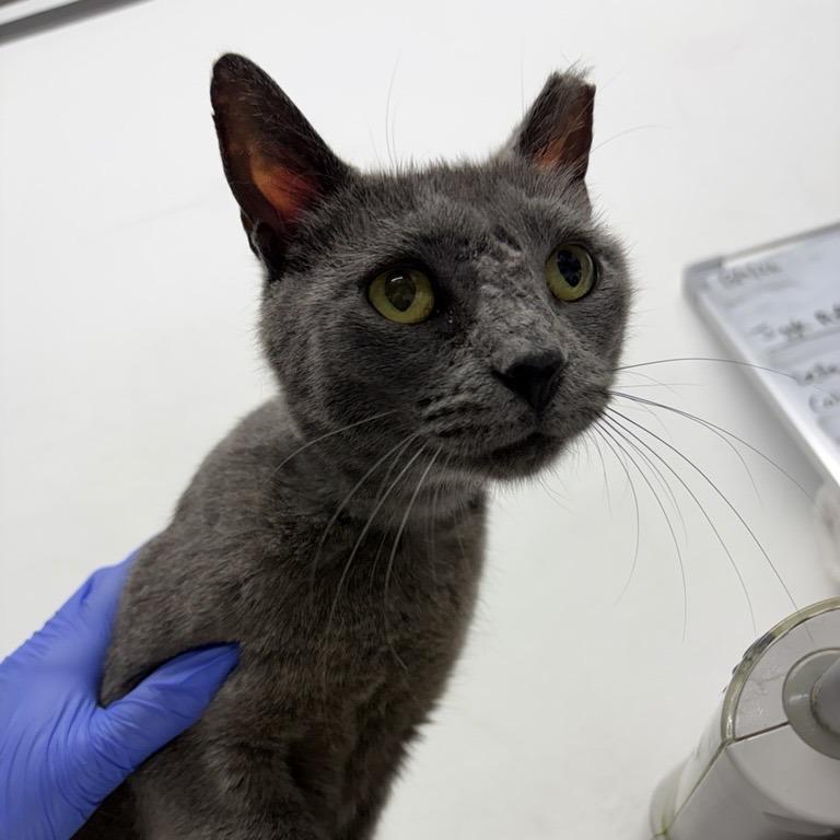 Enlarge Roxy, a Adoptable Domestic Short Hair in New York, NY image 3/6