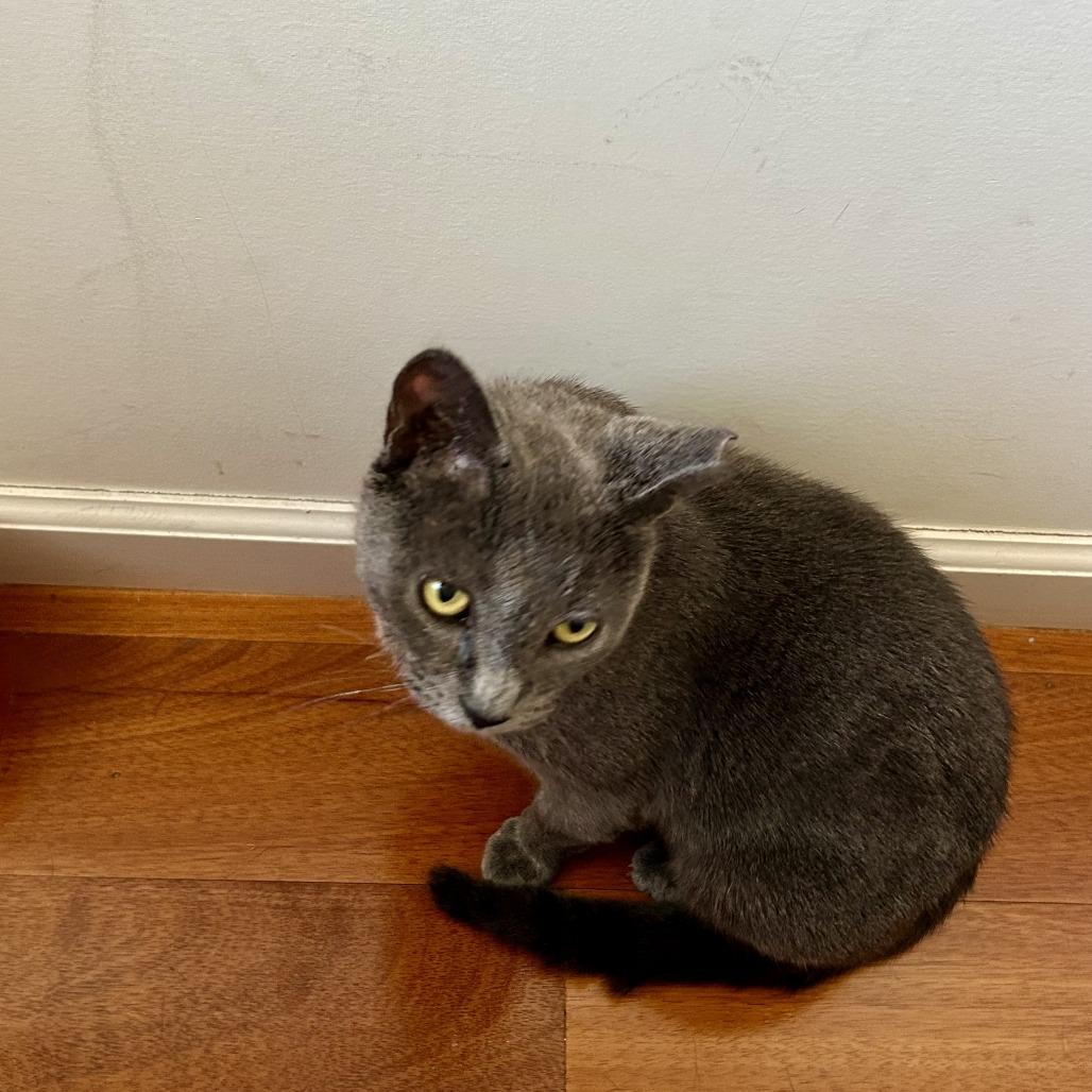 Enlarge Roxy, a Adoptable Domestic Short Hair in New York, NY image 5/6