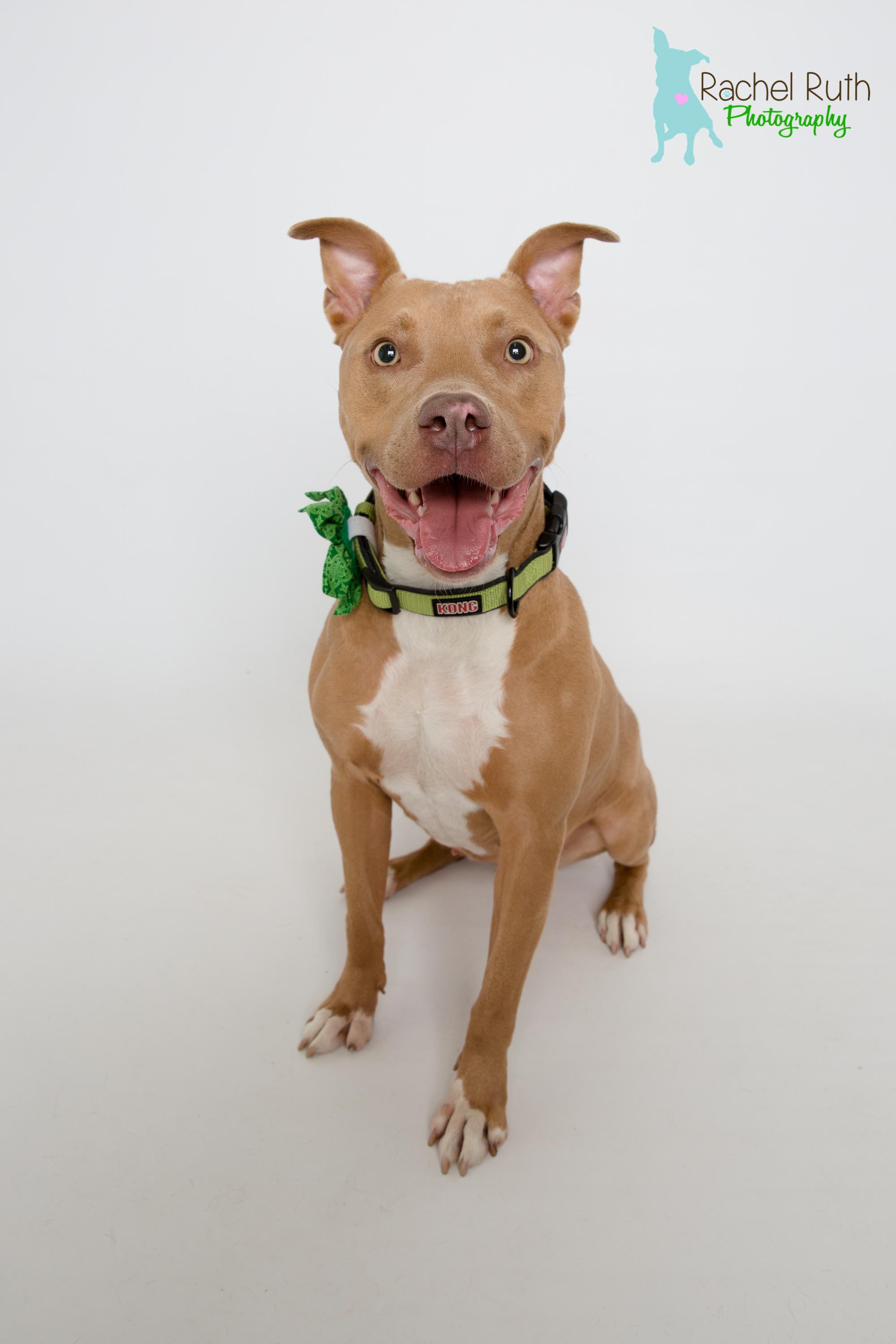 Enlarge Rhonda, an adoptable Pit Bull Terrier in New Orleans, LA image 3/3