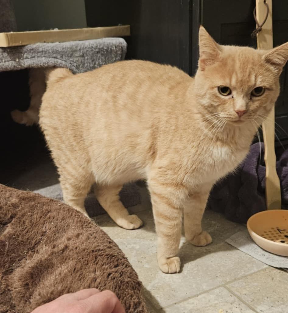 Tobie, Adoptable, Adult Male Domestic Short Hair.