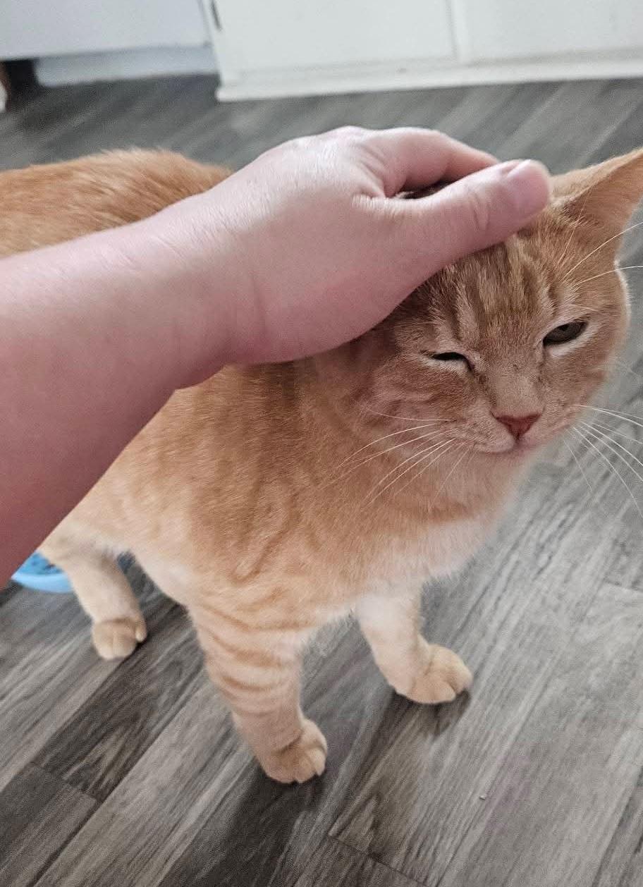 Enlarge Tobie, a Adoptable mixed breed in Carsonville, MI image 5/6