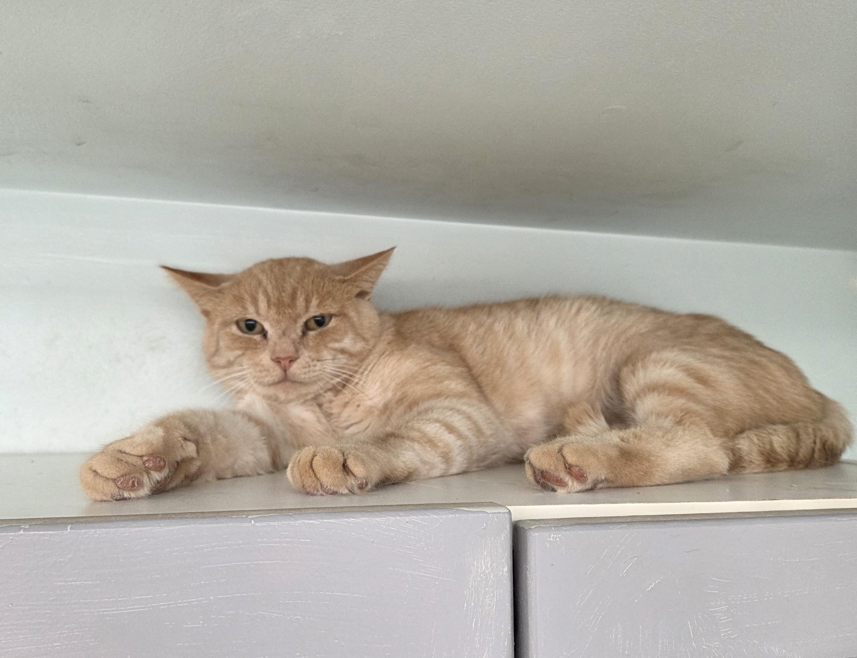 Enlarge Tobie, a Adoptable mixed breed in Carsonville, MI image 3/6