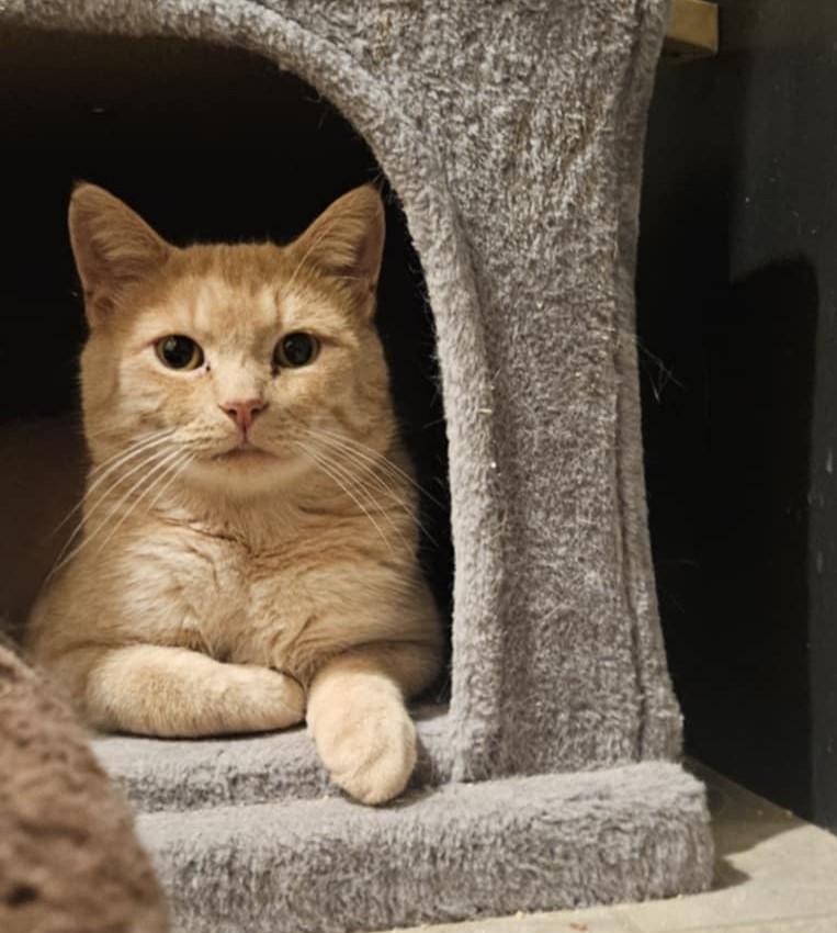 Tobie, Adoptable, Adult Male Domestic Short Hair.