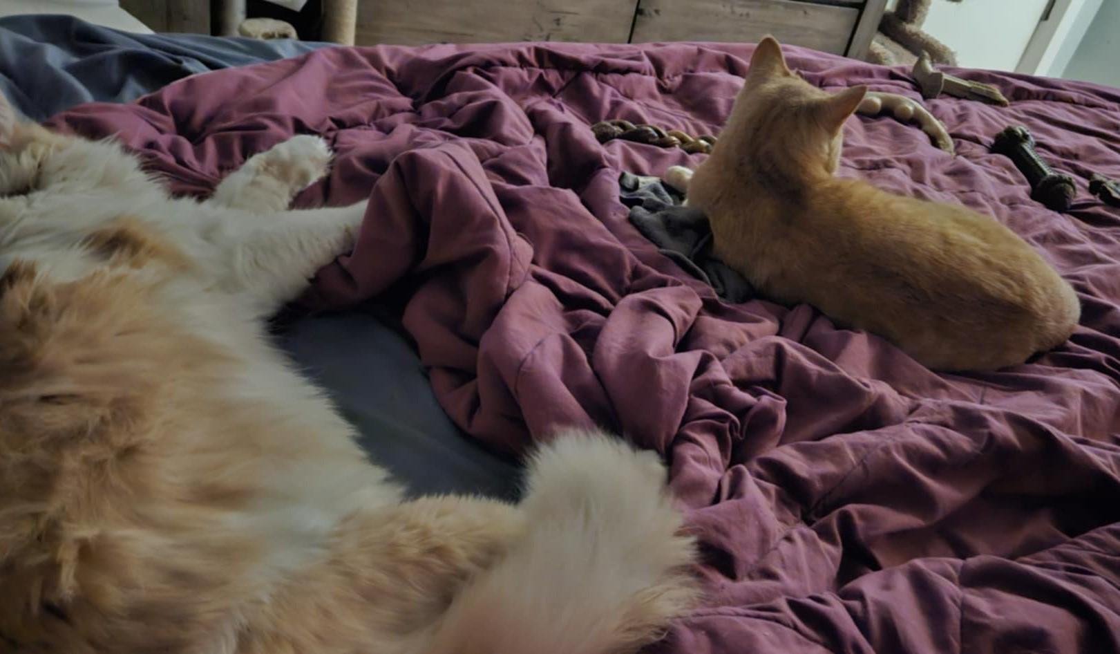 Enlarge Tobie, a Adoptable mixed breed in Carsonville, MI image 5/6