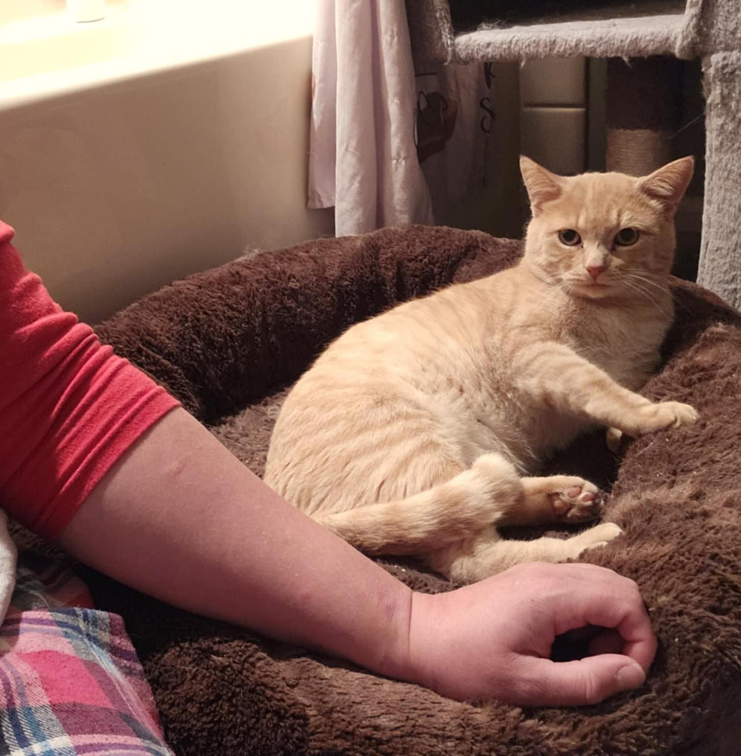 Enlarge Tobie, a Adoptable mixed breed in Carsonville, MI image 4/6