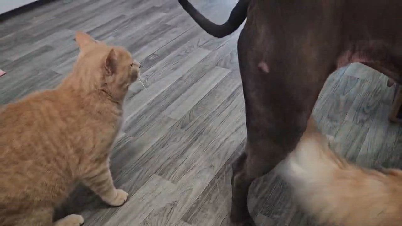 Enlarge Tobie, a Adoptable mixed breed in Carsonville, MI video 6/6