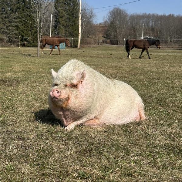 Enlarge Pua, a Adoptable Pot Bellied in Cooperstown, NY image 1/5
