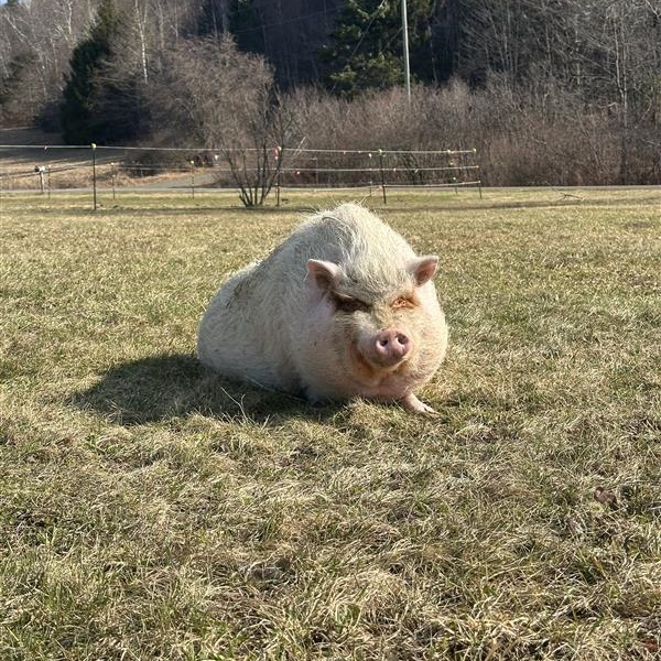 Enlarge Pua, a Adoptable Pot Bellied in Cooperstown, NY image 5/5