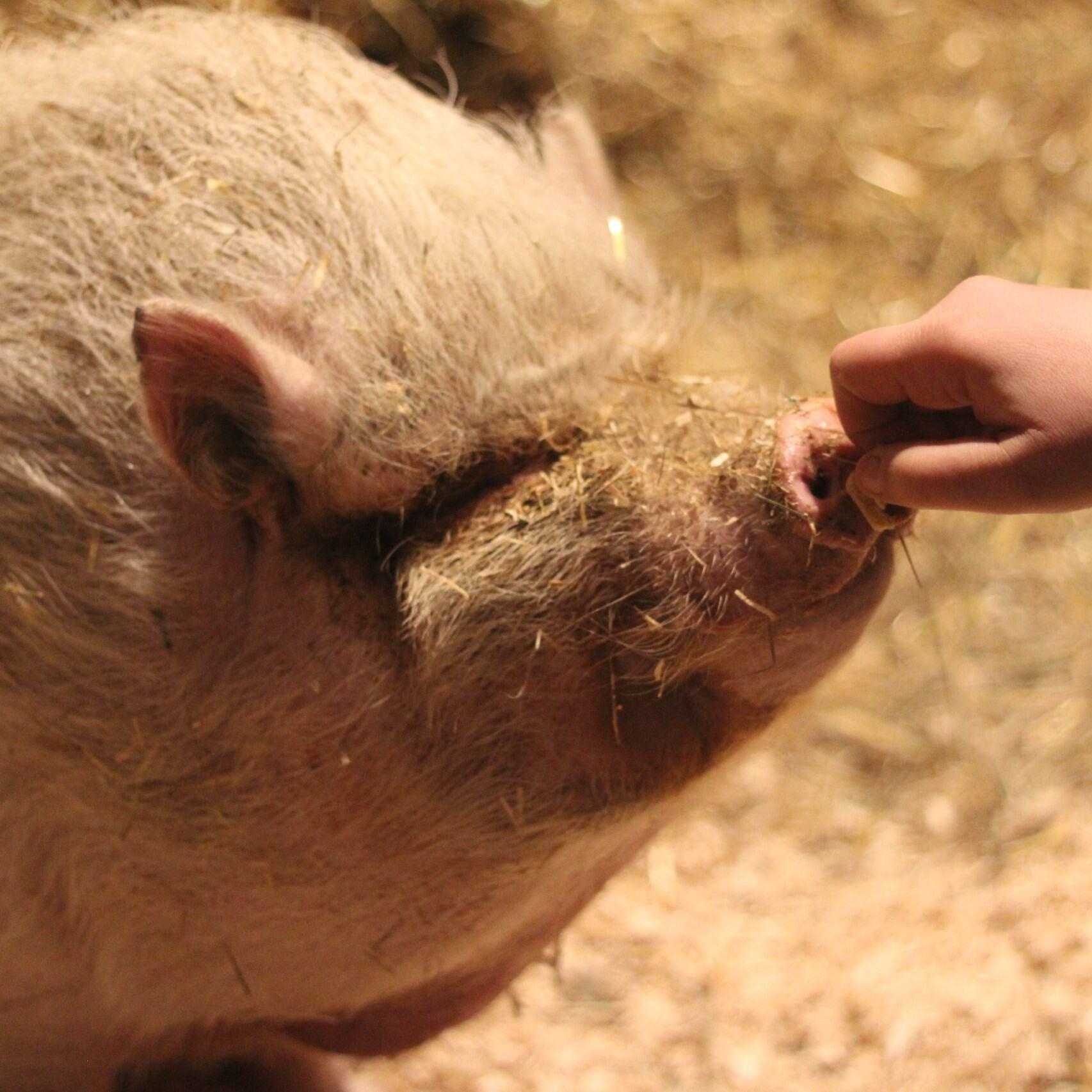 Enlarge Pua, a Adoptable Pot Bellied in Cooperstown, NY image 4/5