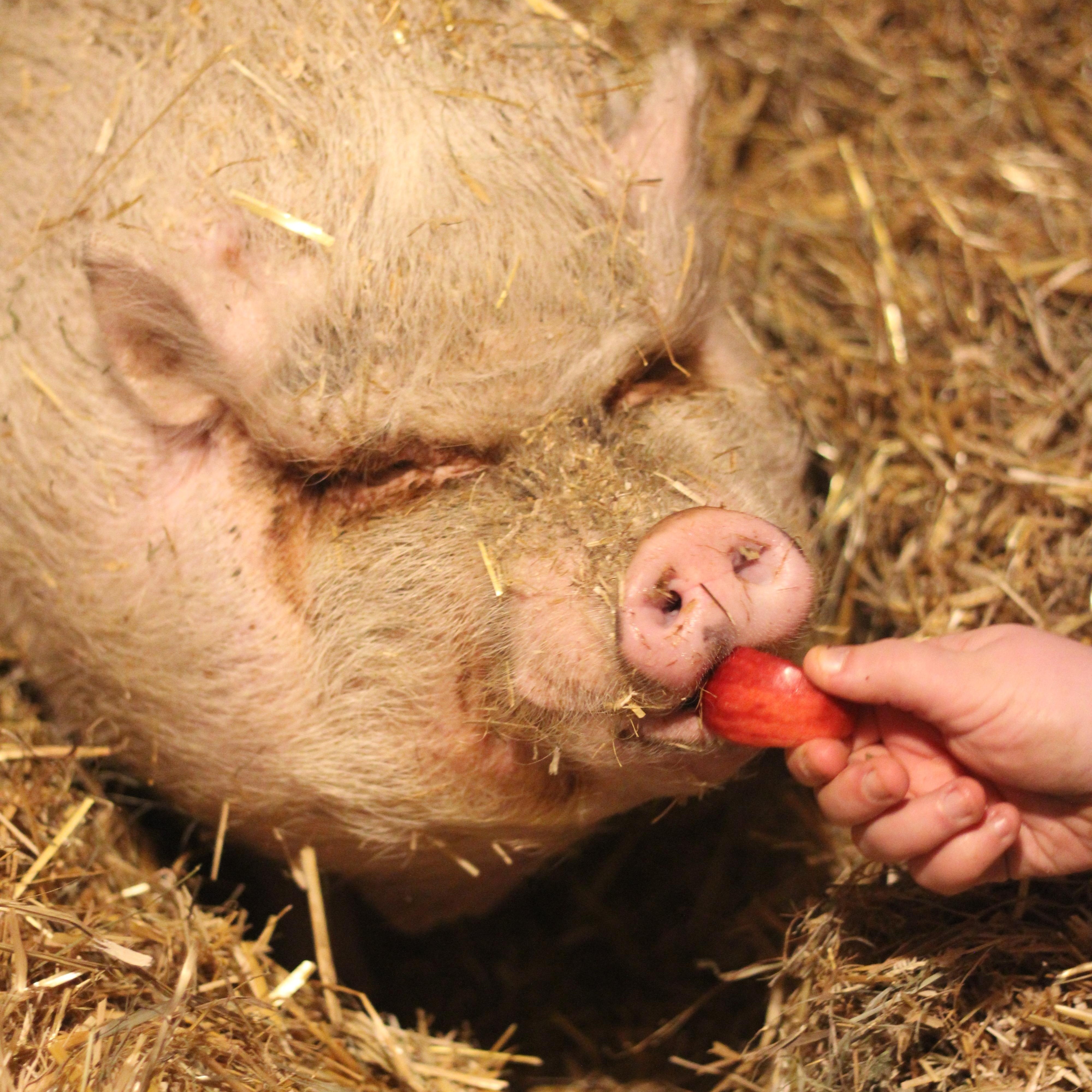 Enlarge Pua, a Adoptable Pot Bellied in Cooperstown, NY image 3/5