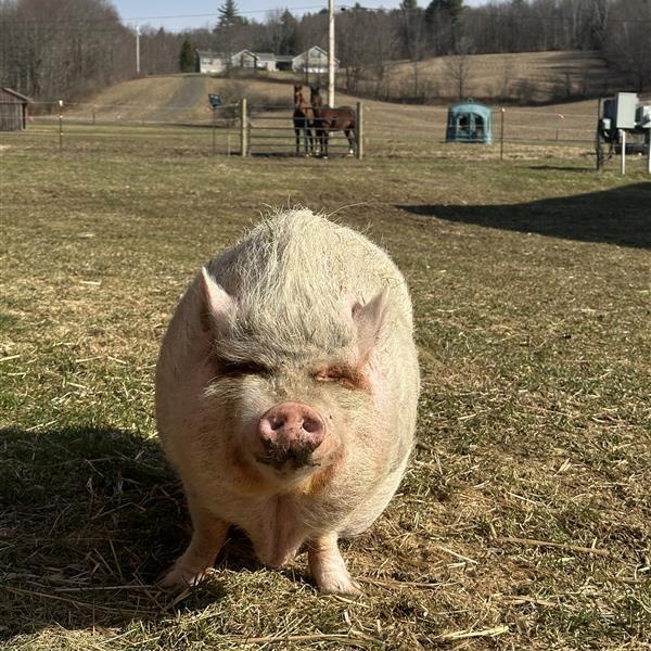 Enlarge Pua, a Adoptable Pot Bellied in Cooperstown, NY image 2/5