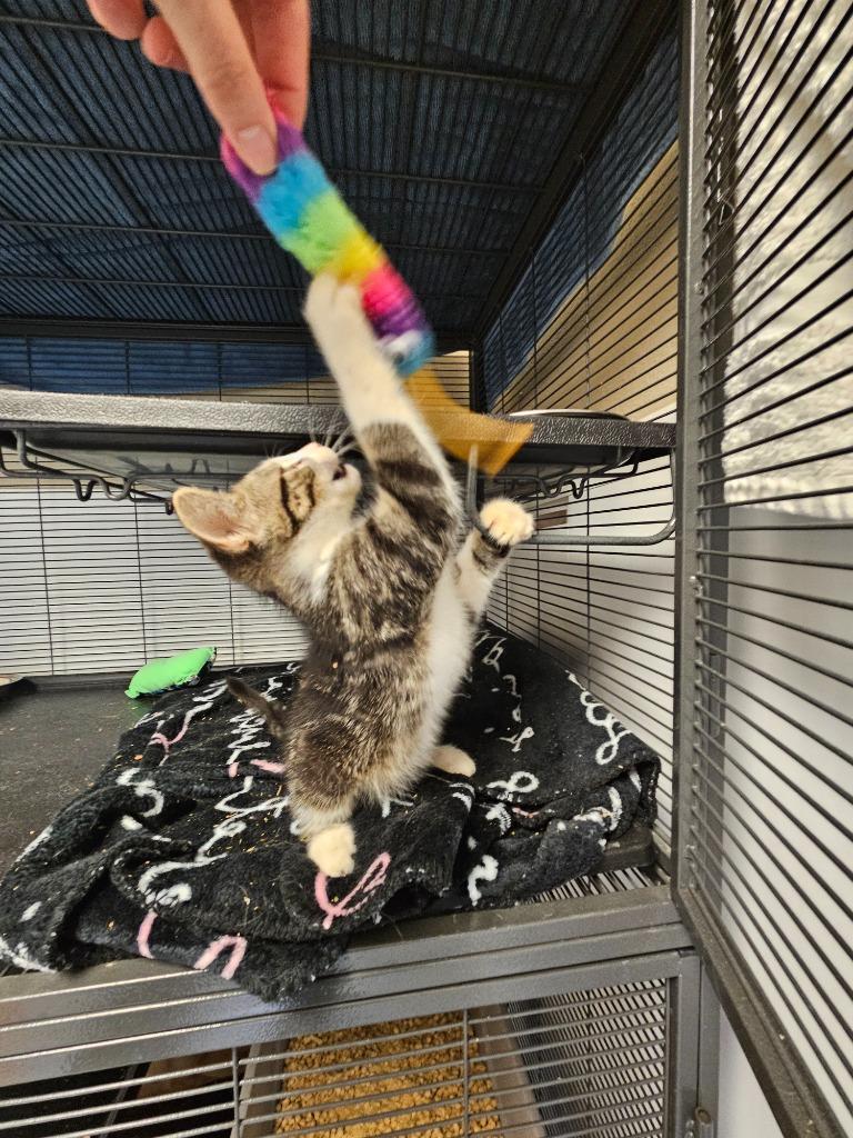 Astro, Adoptable, Kitten Male Domestic Short Hair.