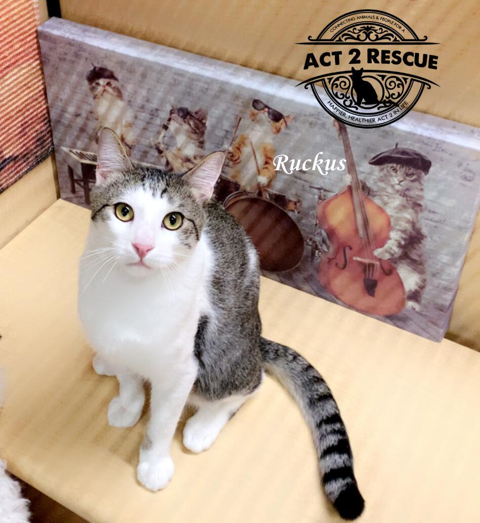 Ruckus — thumbnail 2