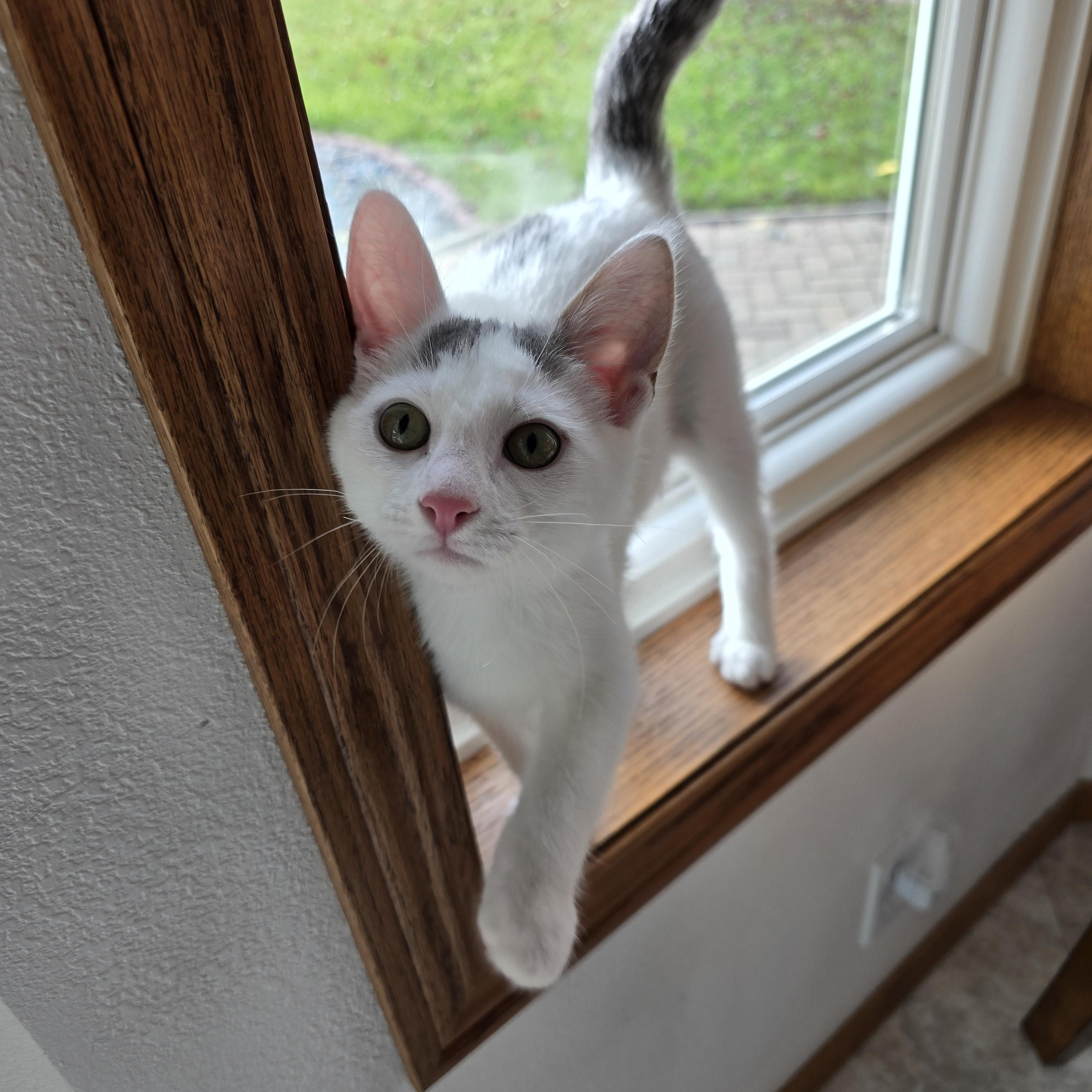 Victor *ADOPTION PENDING*