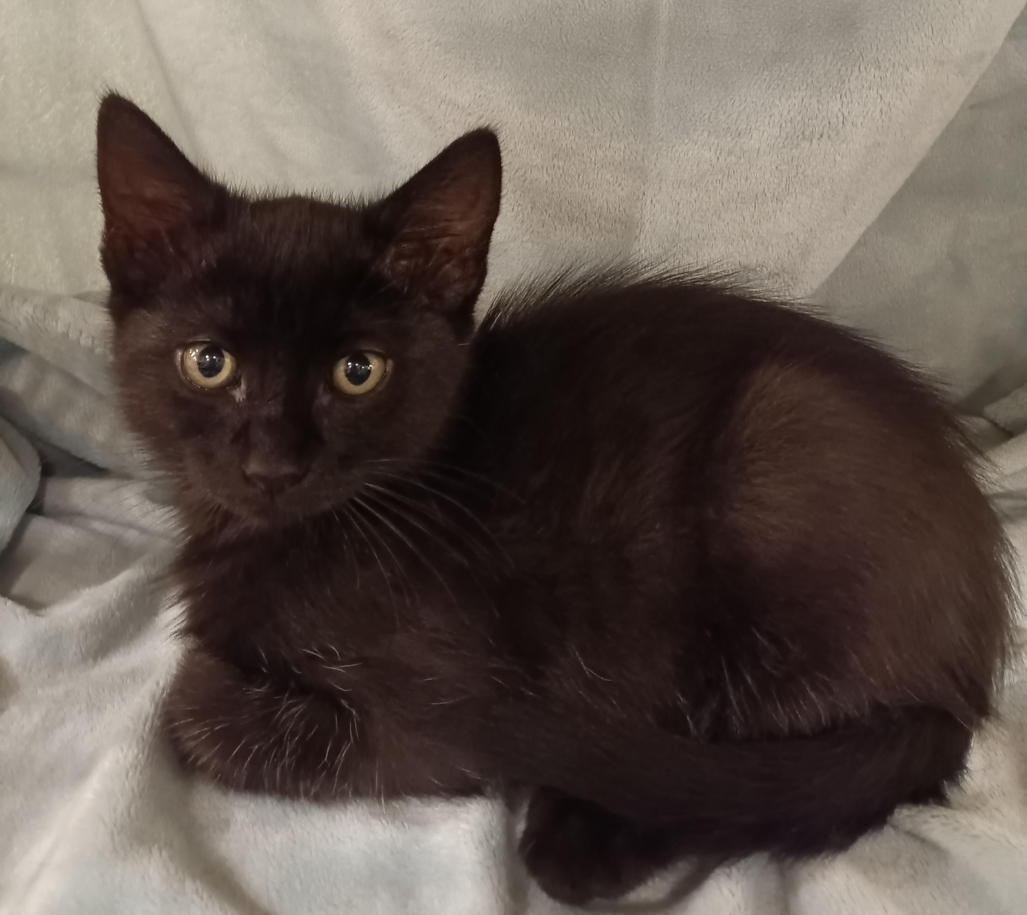 Arthur, ADOPTABLE, Kitten Male Domestic Short Hair.