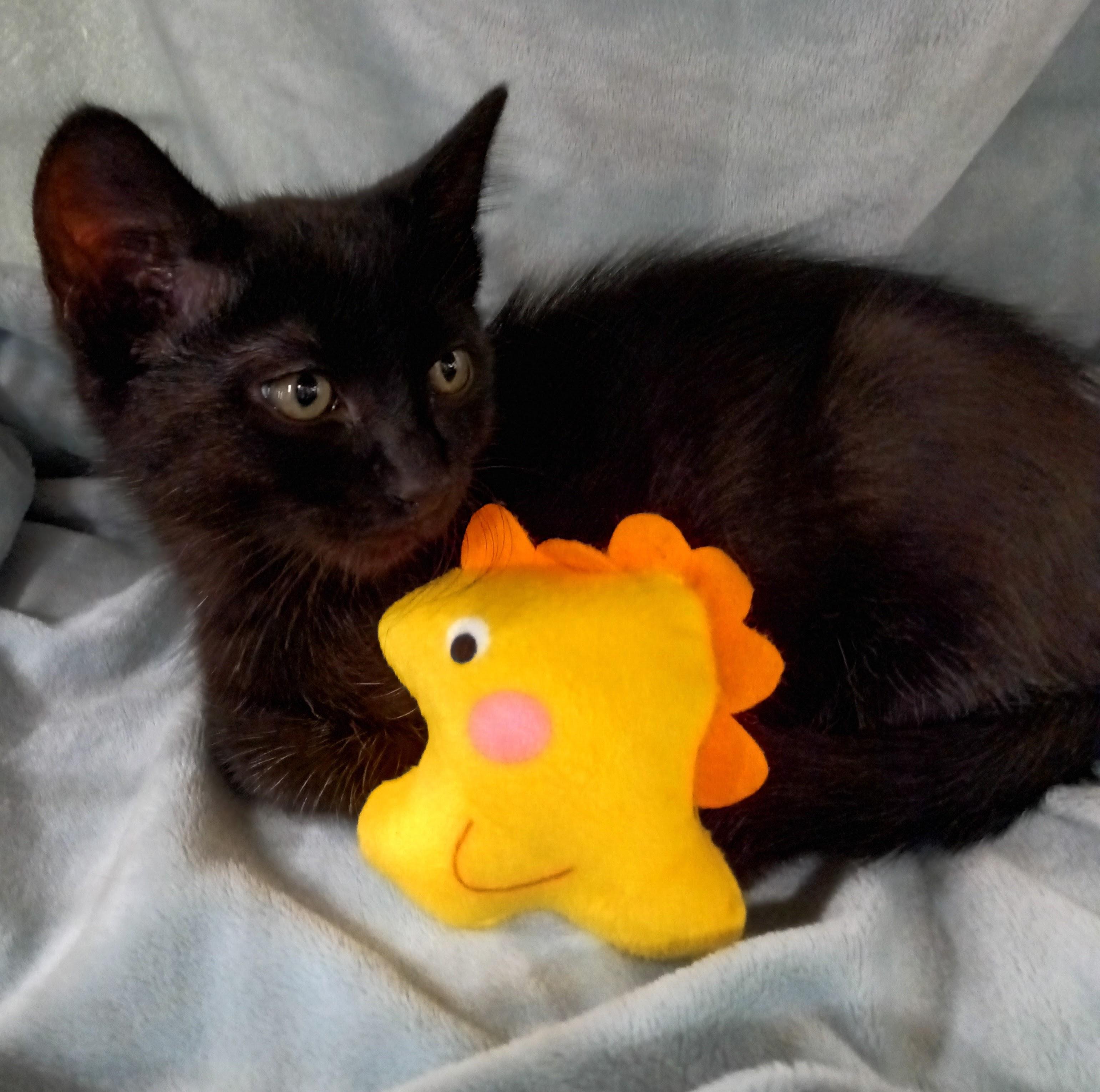 Arthur, a ADOPTABLE Domestic Short Hair in Yorba Linda, CA image 2/4