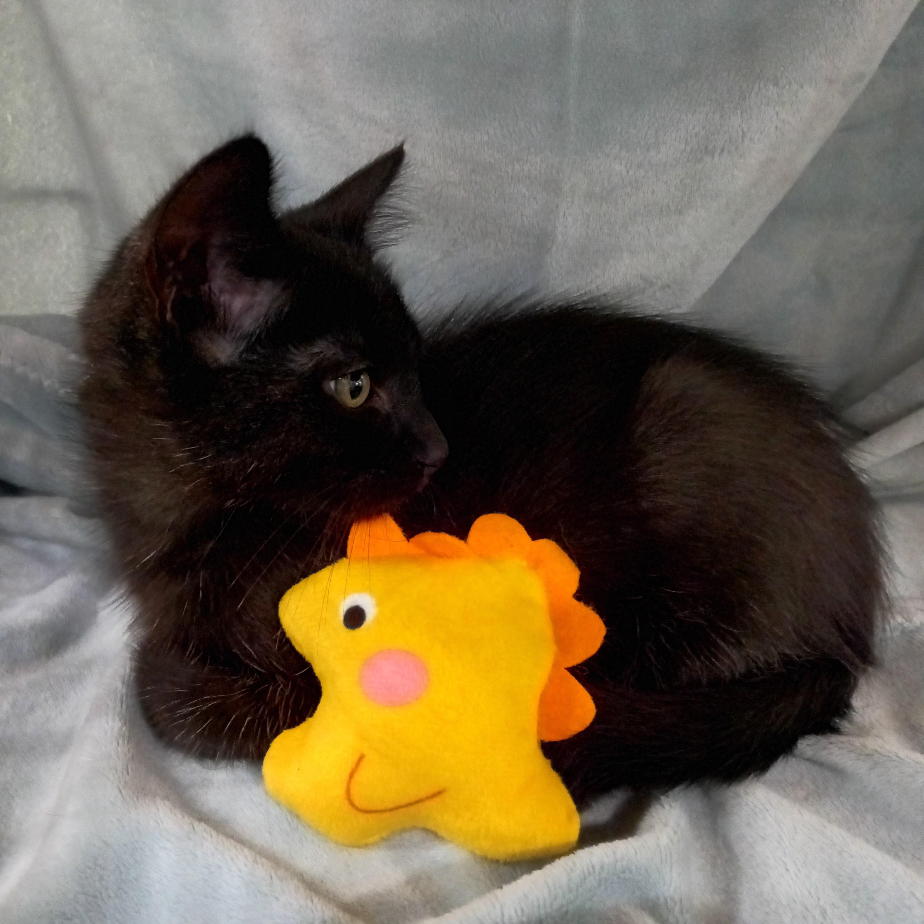 Arthur, a ADOPTABLE Domestic Short Hair in Yorba Linda, CA image 3/4